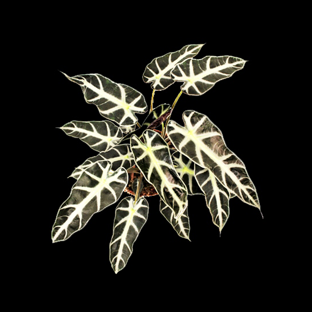 Beyond Basics: Embracing the Beauty and Challenges of Alocasia