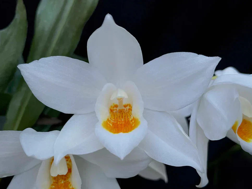 When Dendrochilum and Pholidota Are Coelogyne