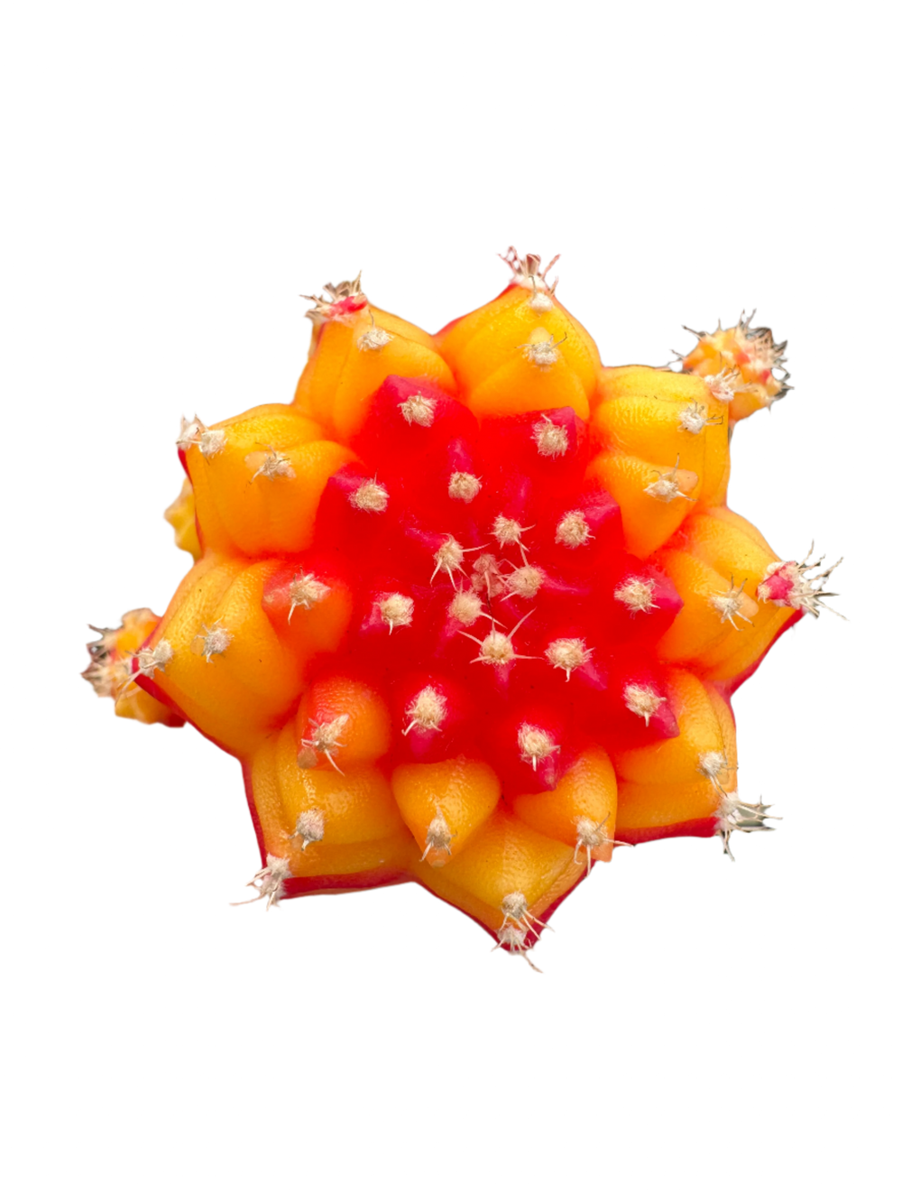 Grafted Cacti: The Art of Colourful Cactus Cultivation