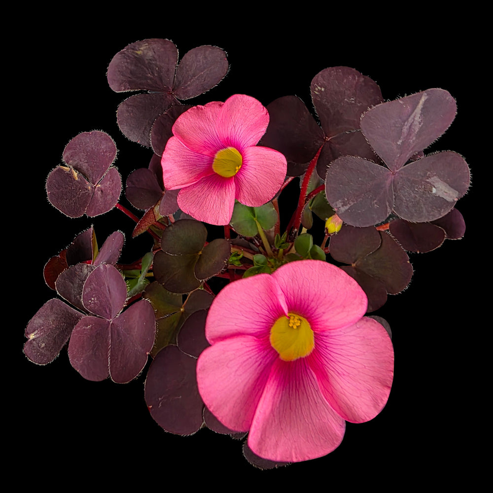 Ornamental Oxalis: Botanical Wonders Beyond the Weed
