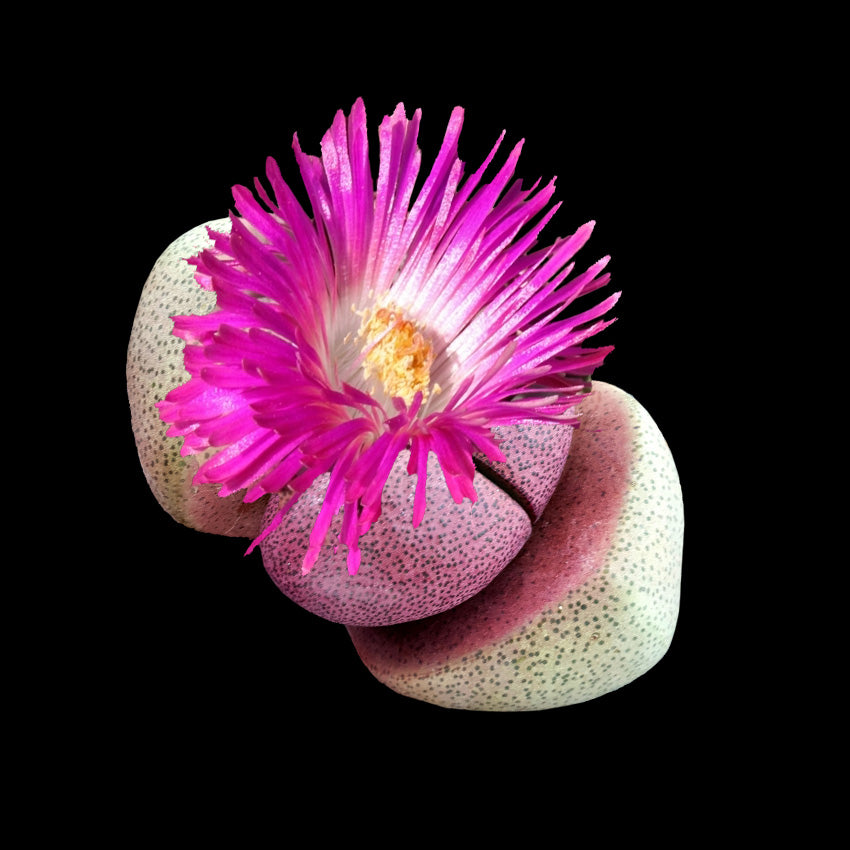 Living Stones: A Guide to Lithops and Other Mesembs for Collectors