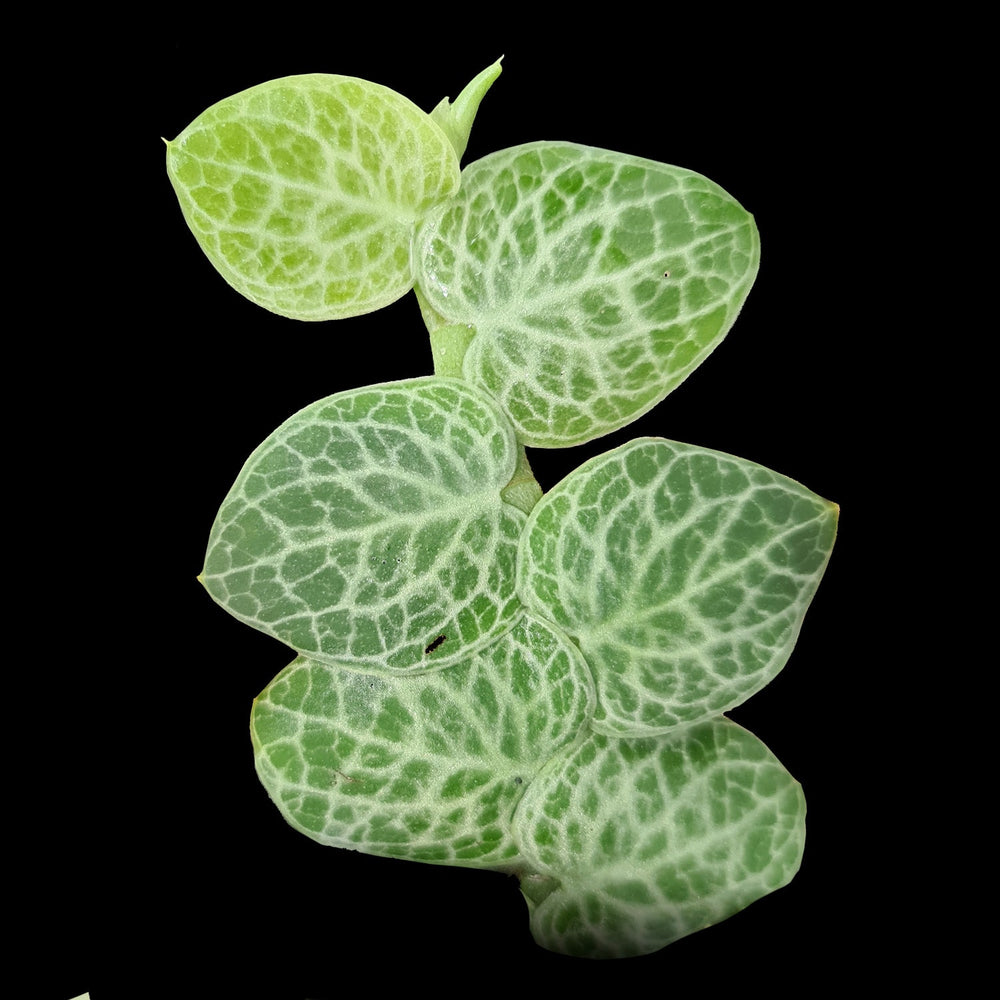 Shingling Plants: The Art of Climbing Foliage