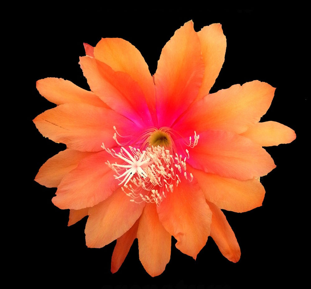 Rhipsalis   fact and cultural sheet Epiphytic (Jungle) Cactus Cacti