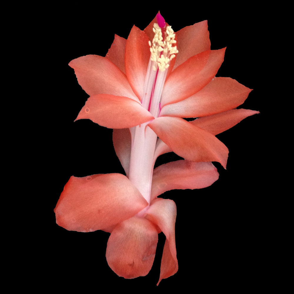 Zygocactus Care Guide: How to Grow and Flower Schlumbergera This Season