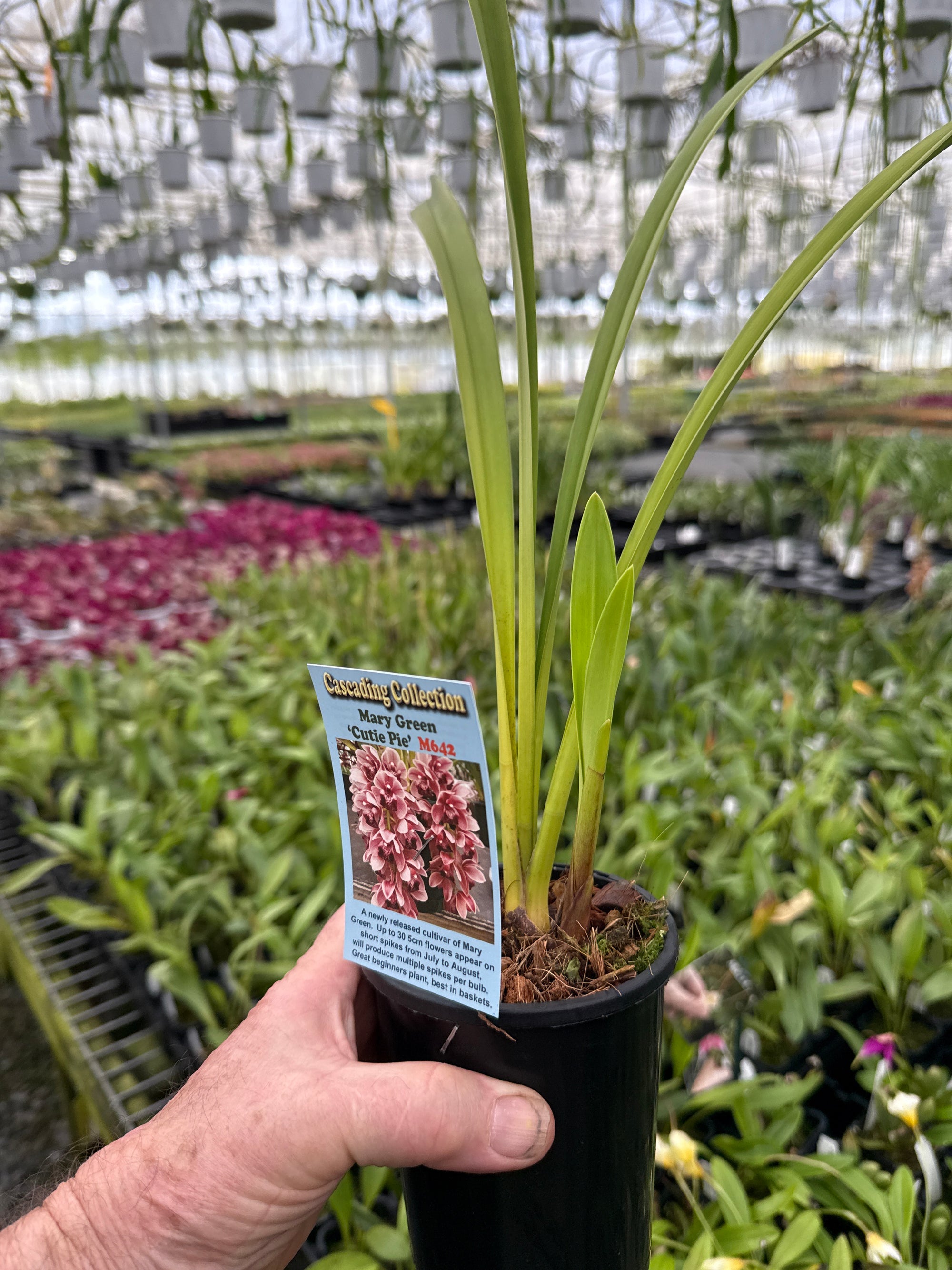 Cymbidium Mary Green 'Cutie Pie'