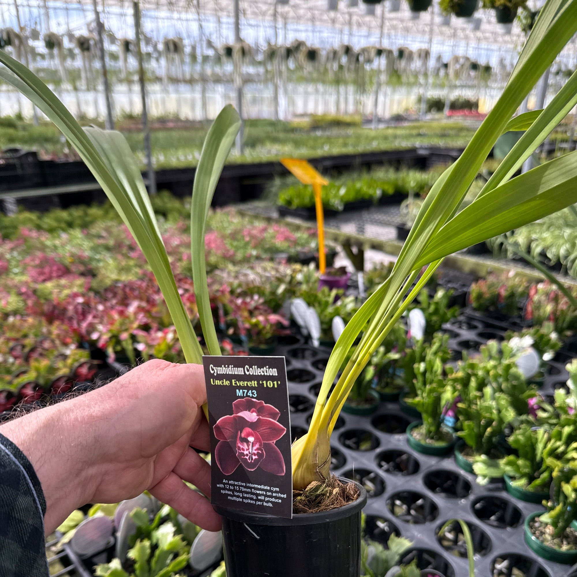 Cymbidium Uncle Everett '101'