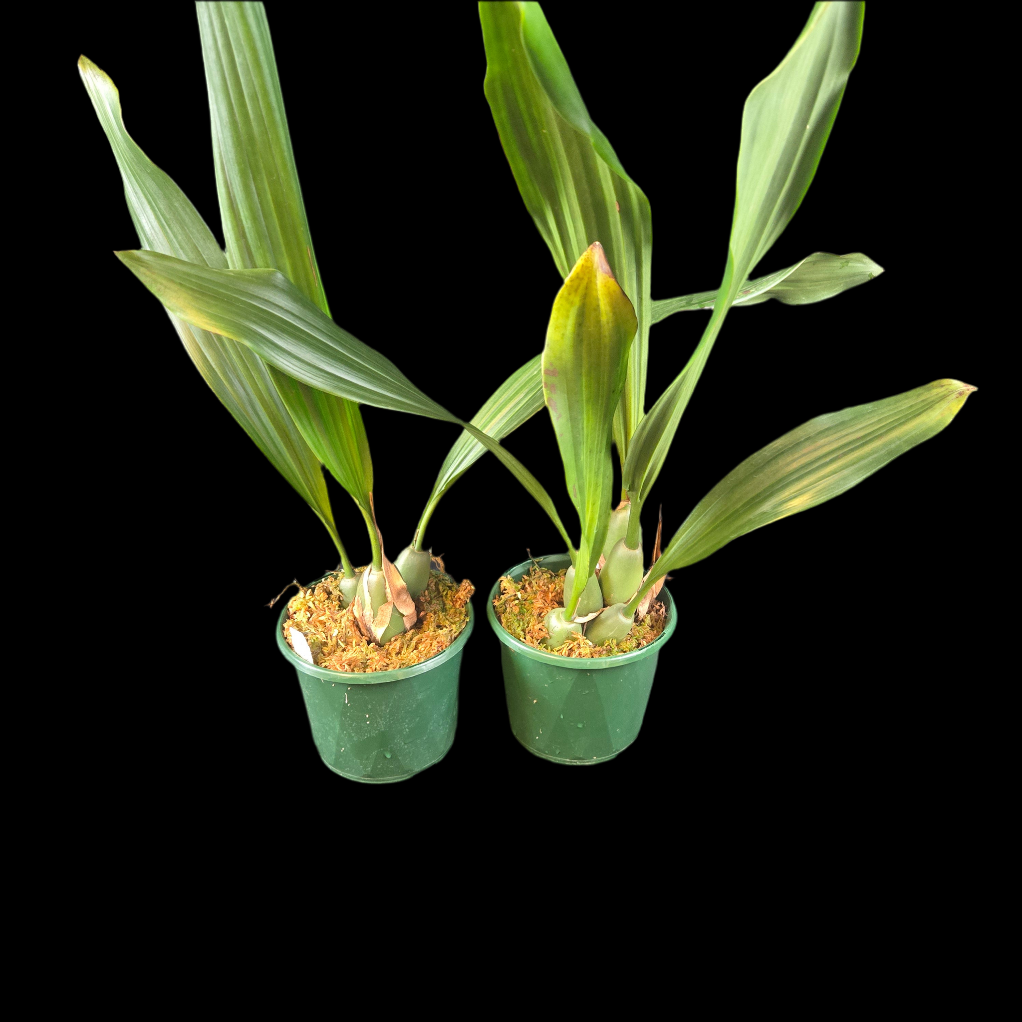 Coelogyne pallida (Syn. Pholidota pallida)