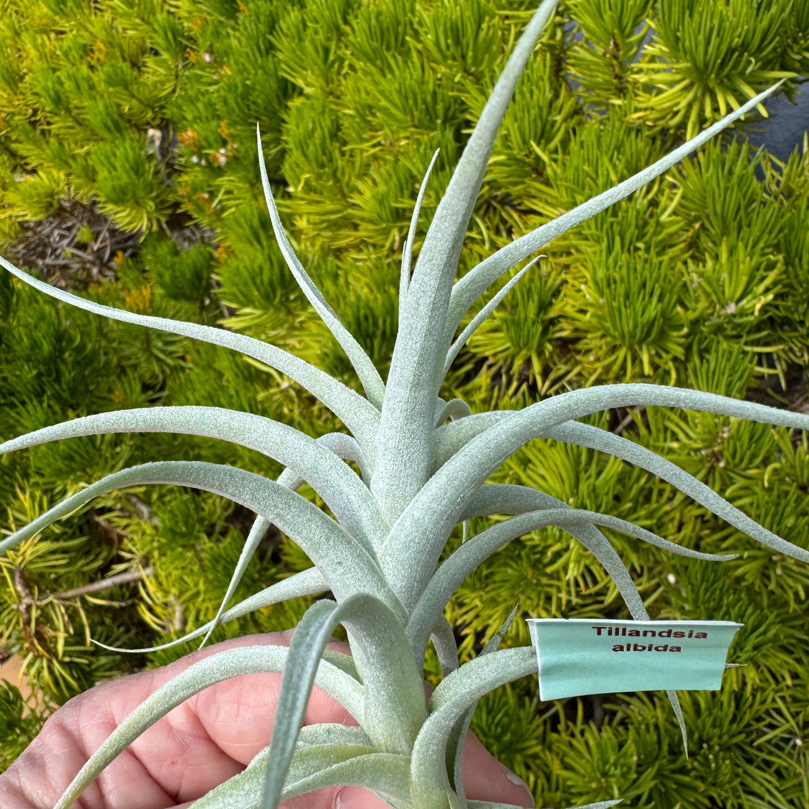 Tillandsia albida