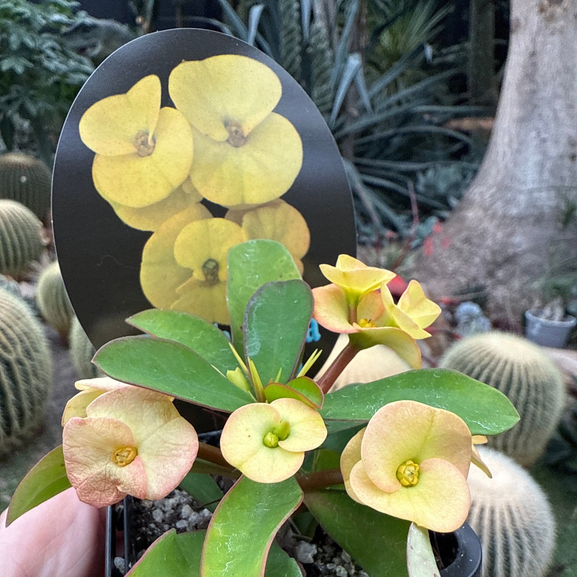 Euphorbia milii 'Golden Orb' - Crown of Thorns (WA Prohibited)