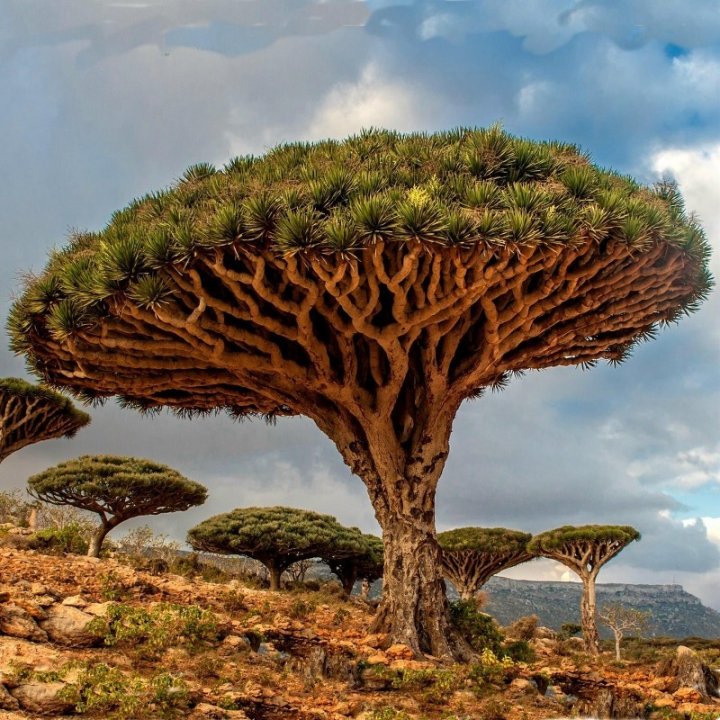 dracaena draco dragon's blood tree Dracaena draco – The Dragon Tree – Collectors Online