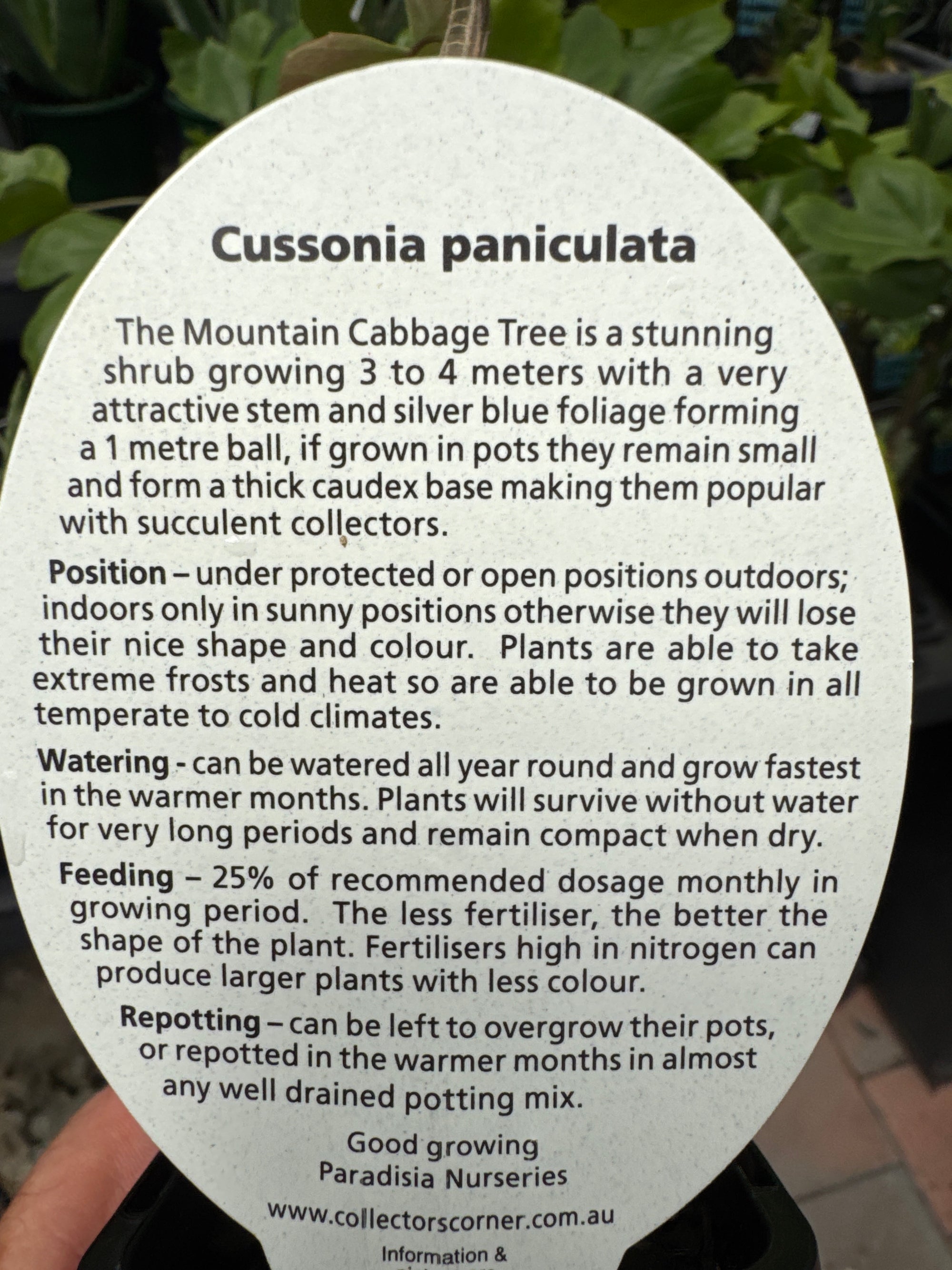 Cussonia paniculata - Mountain Cabbage Tree