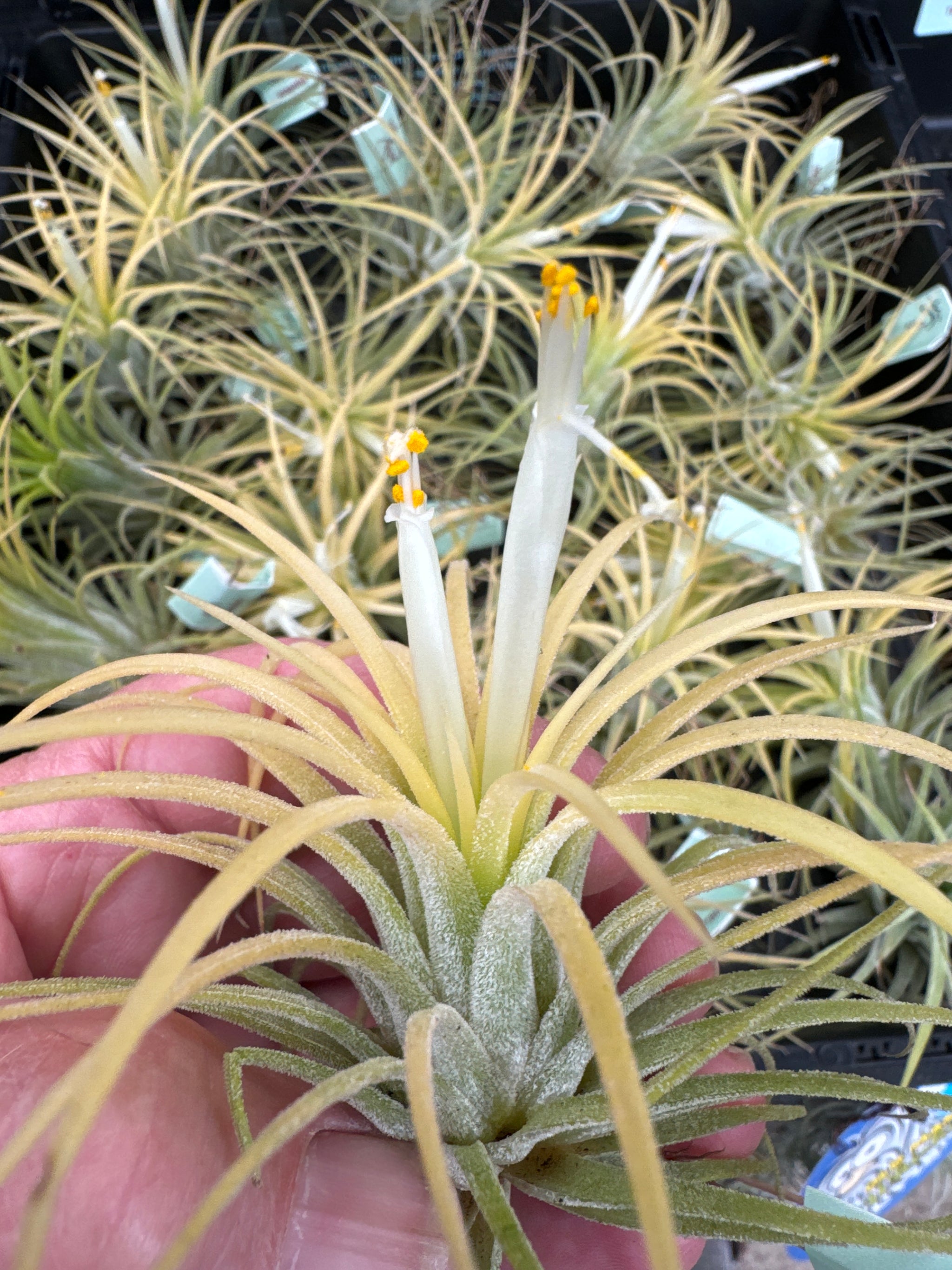 Tillandsia ionantha 'Druid' Alba Form