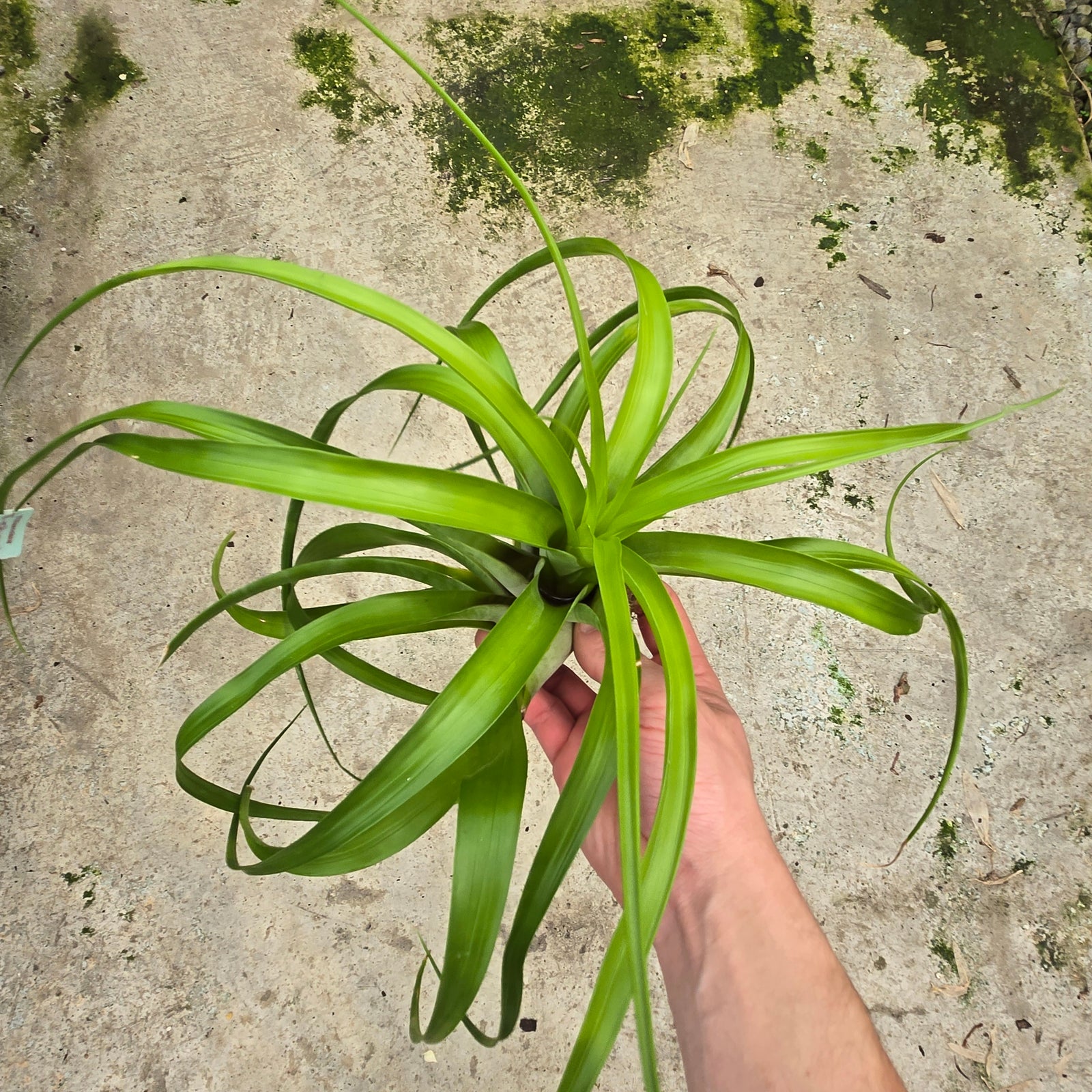 Tillandsia elongata (WA Prohibited)