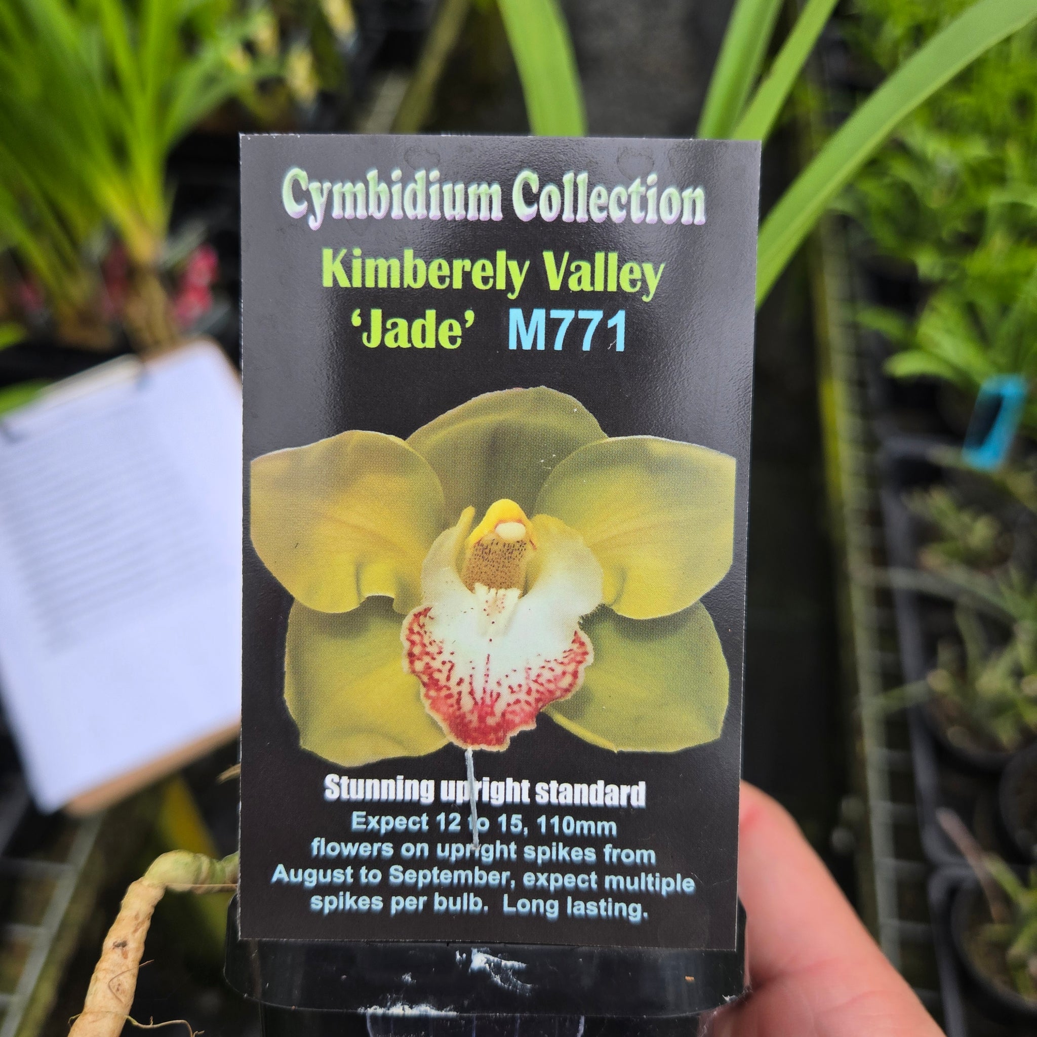 Cymbidium Kimberley Valley 'Jade'