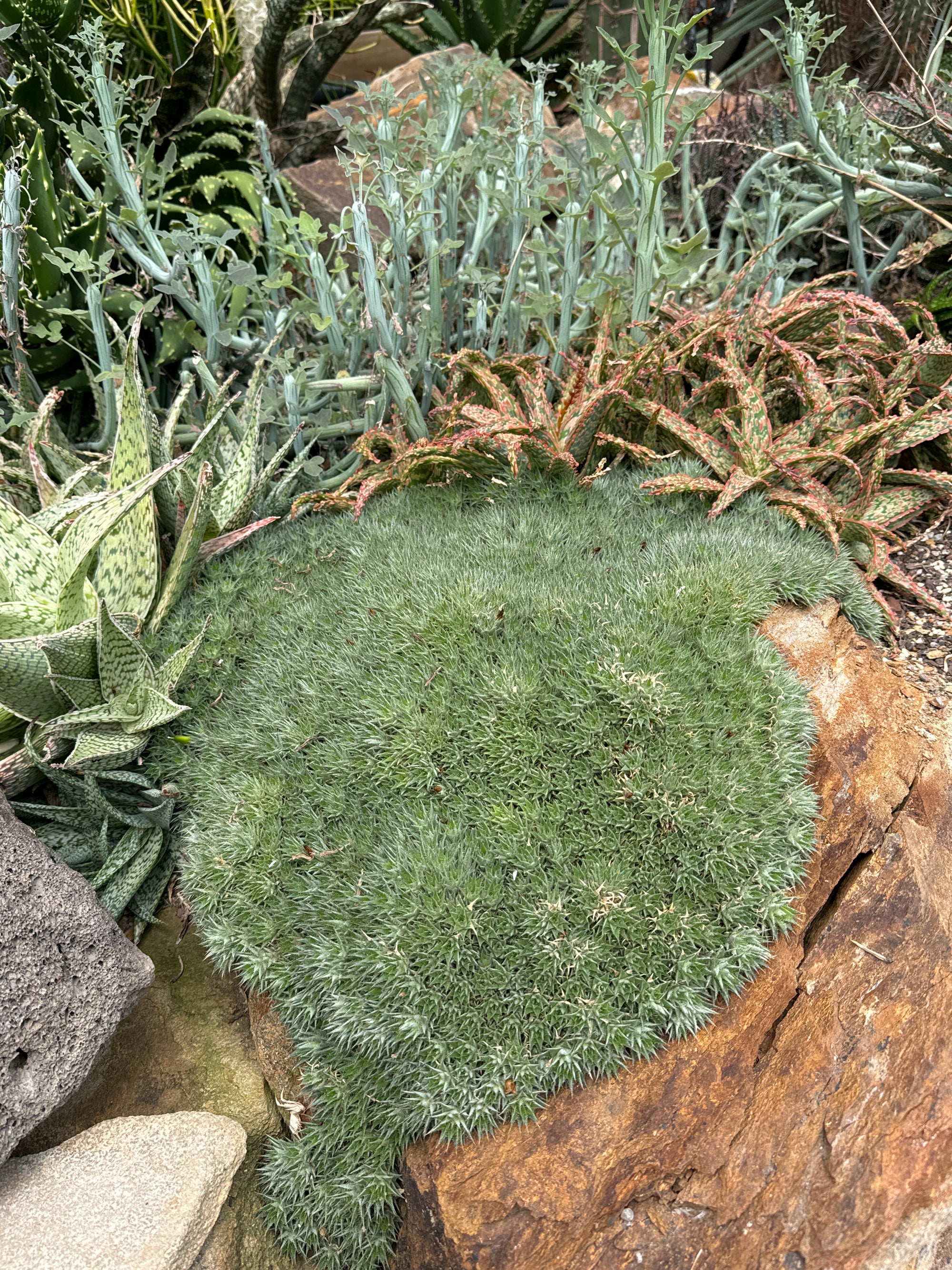 Deuterocohnia brevifolia Fine Form - Compact Rosette Beauty