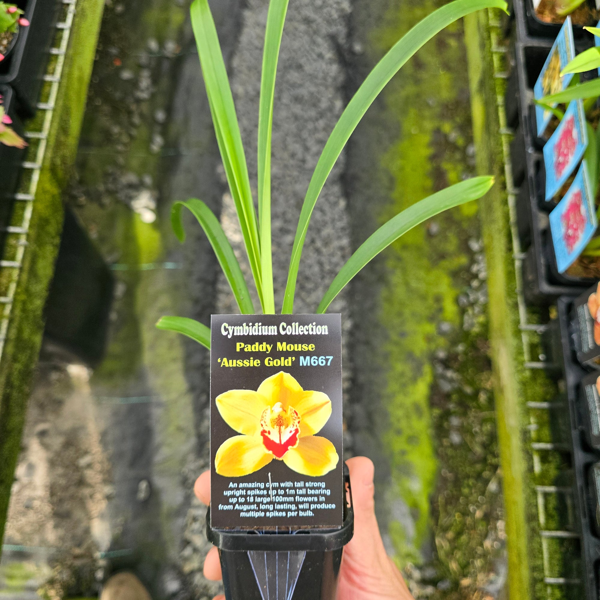 Cymbidium Paddy Mouse 'Aussie Gold'