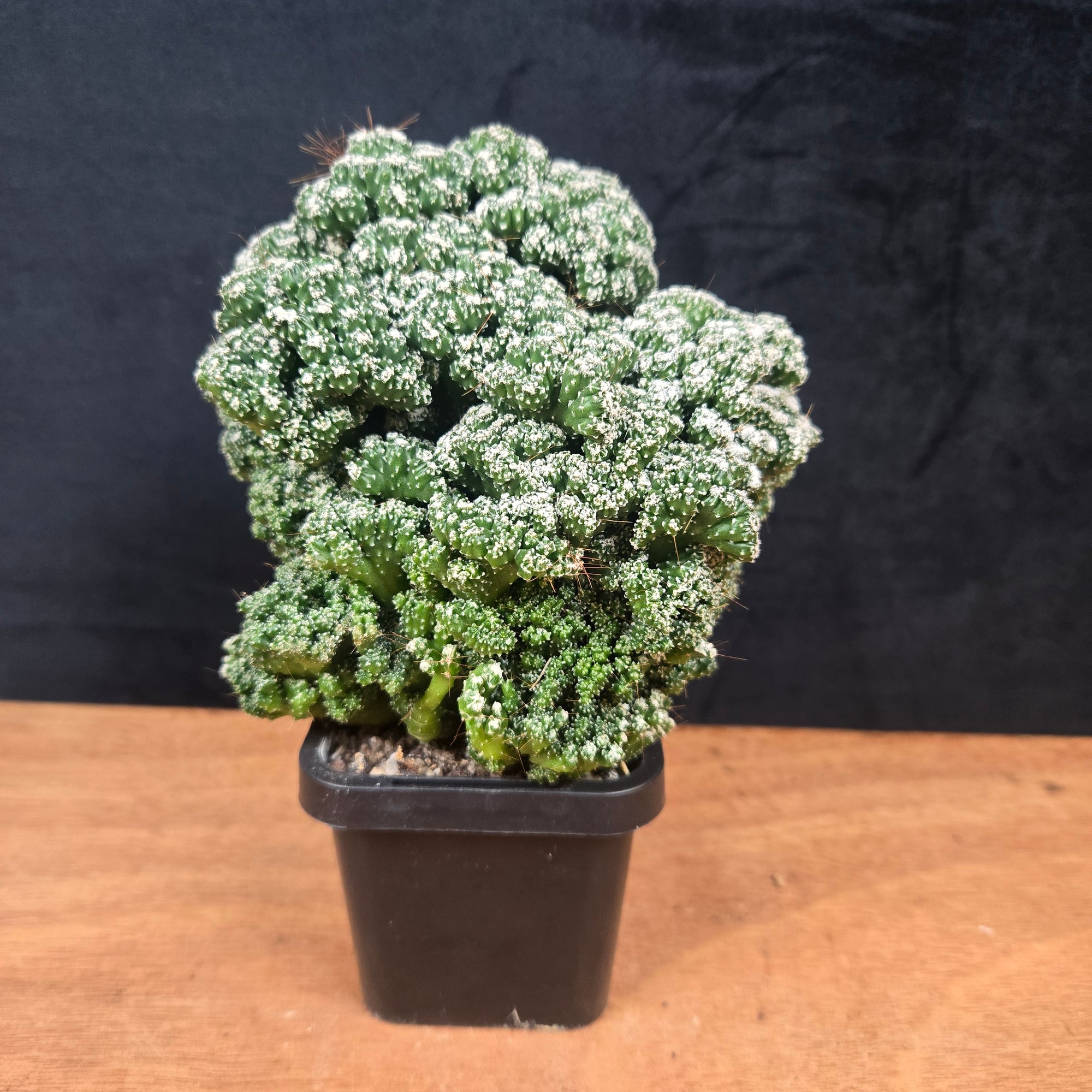 Cereus forbesii 'Tiny Tot' (syn. comarapanus) – Ultra-Rare Dwarf Columnar Cactus