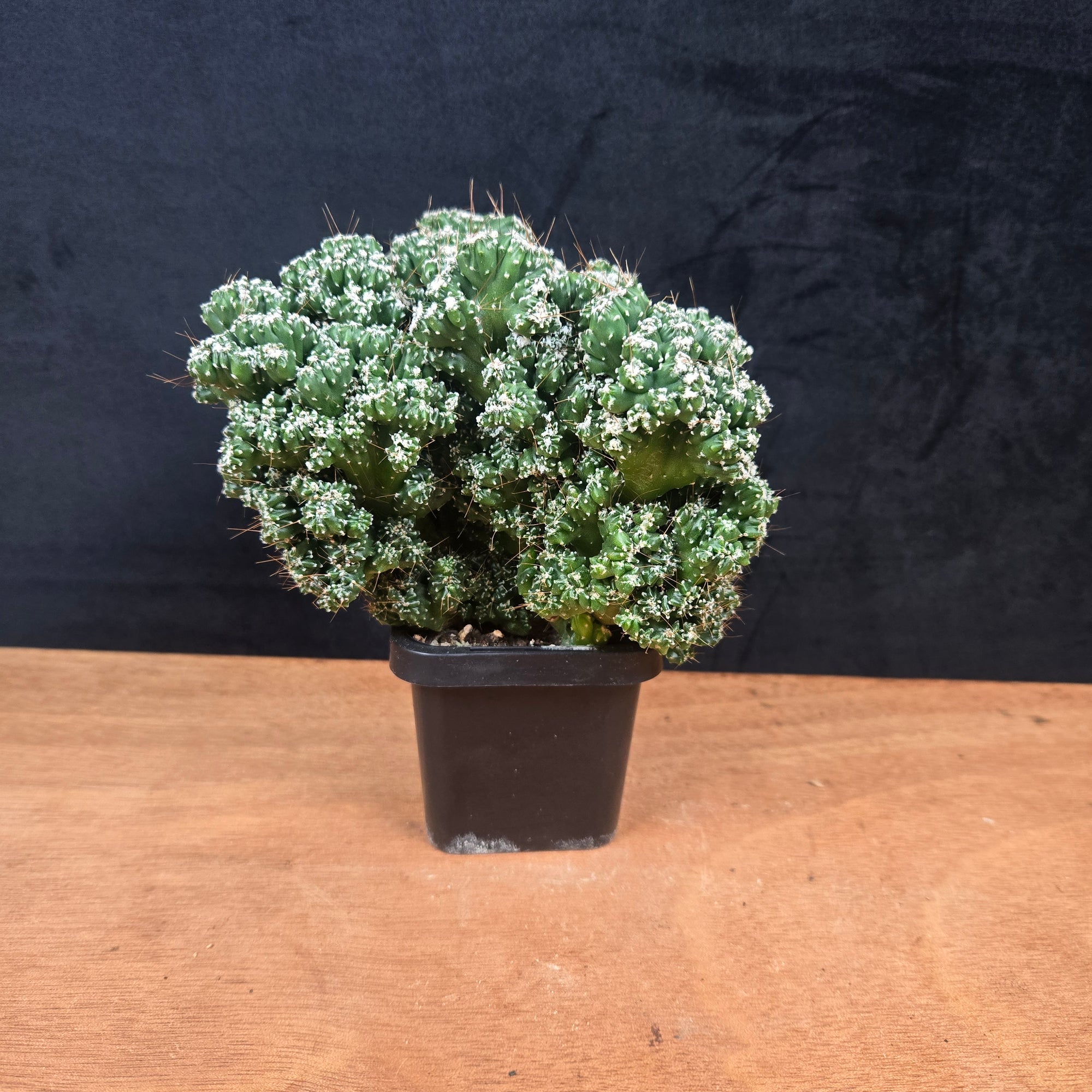 Cereus forbesii 'Tiny Tot' (syn. comarapanus) – Ultra-Rare Dwarf Columnar Cactus