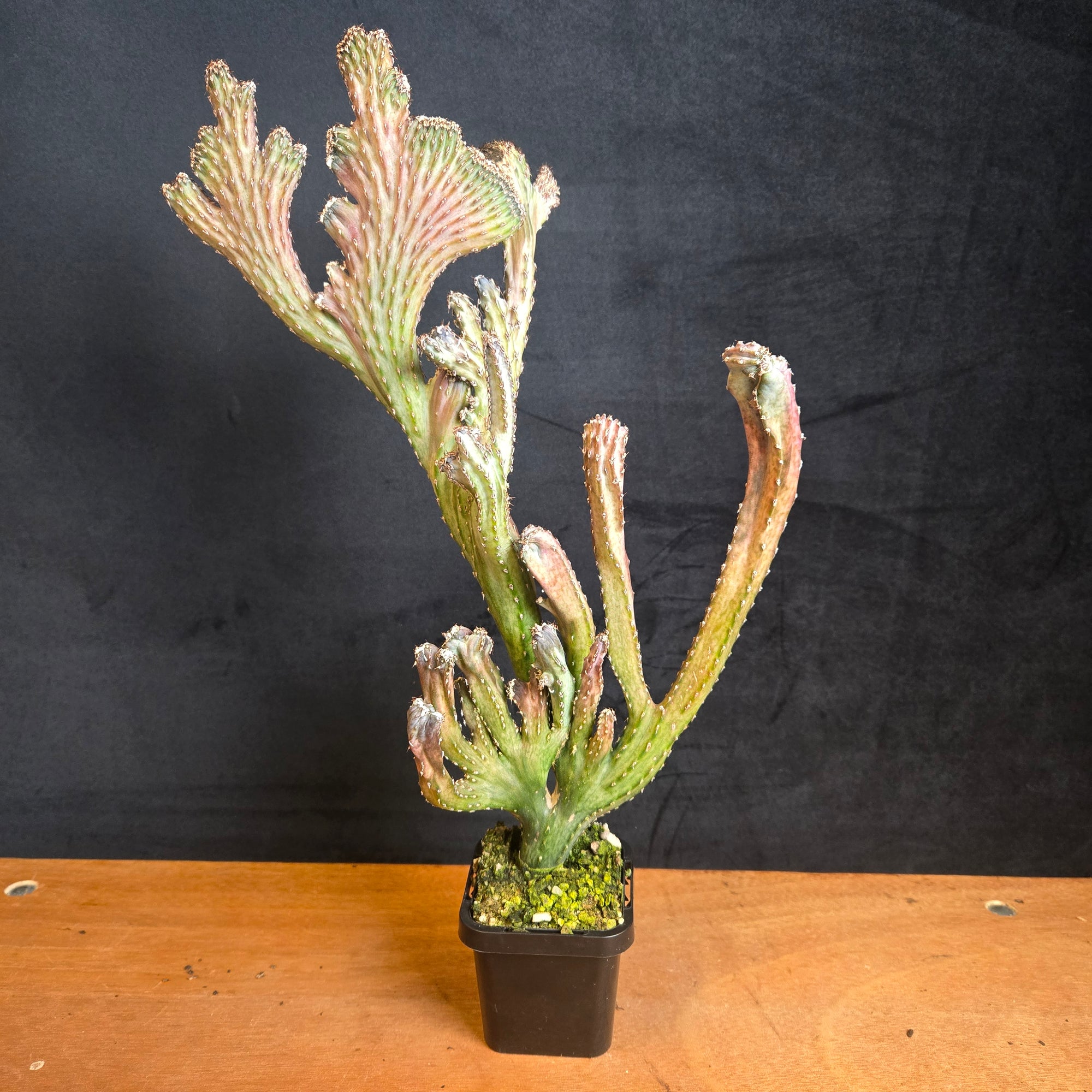 Momvillea spregazzinii f. cristata (WA Prohibited)