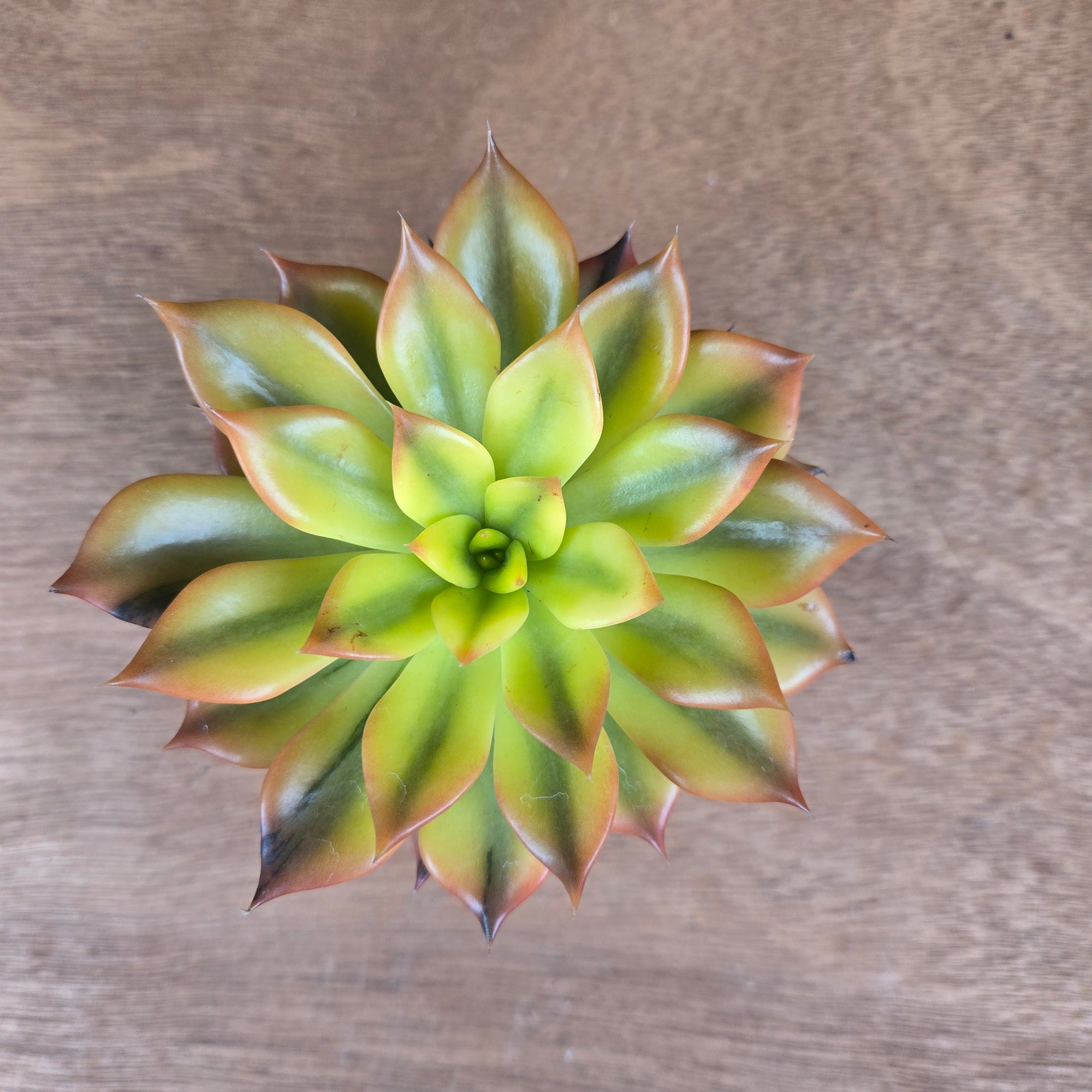Echeveria 'Bess Bates' – Golden Girl Cultivar of Black Prince