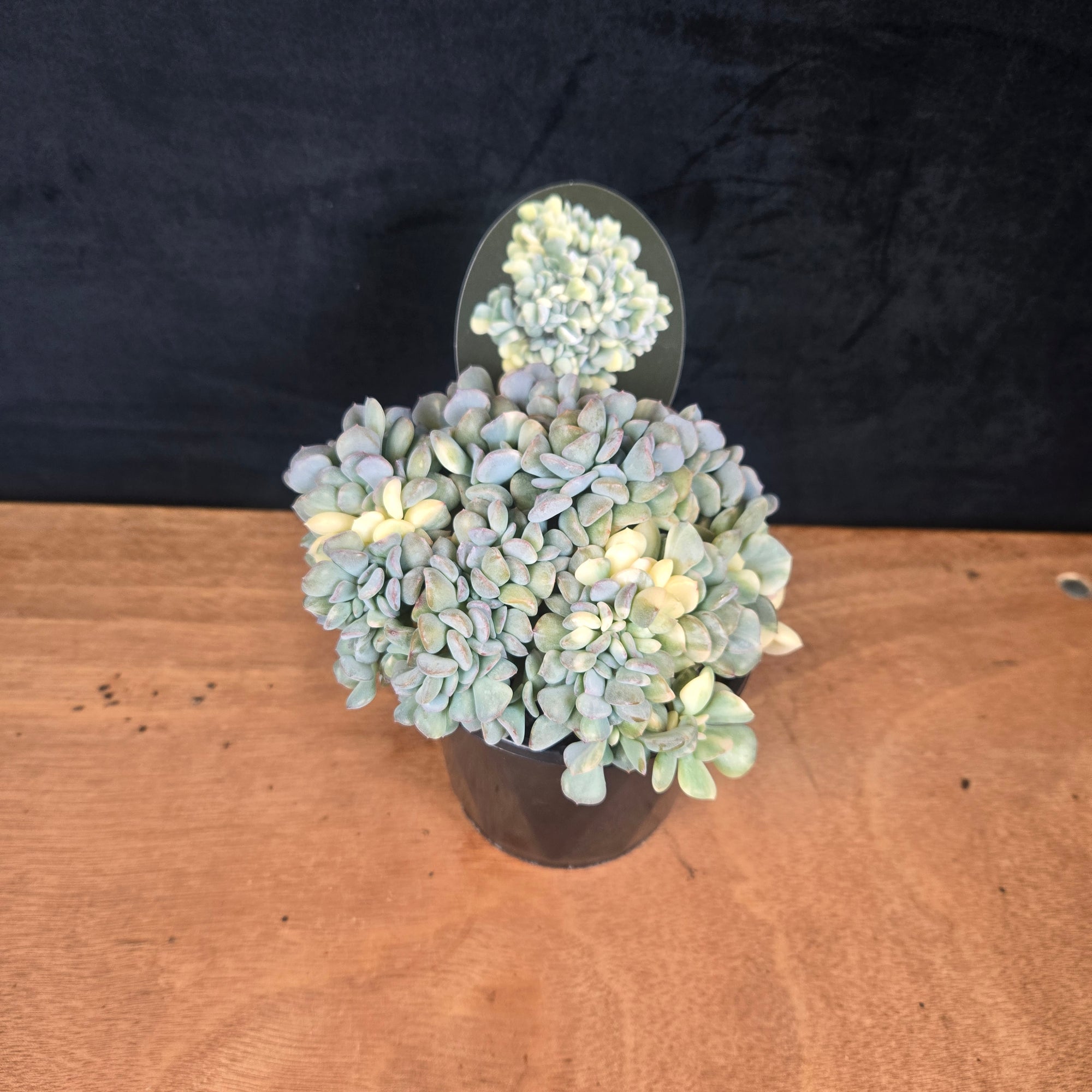 Echeveria 'Cubic Frost' Variegata' f. cristata