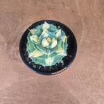 Agave isthmensis 'Ohi Raijin' Variegata