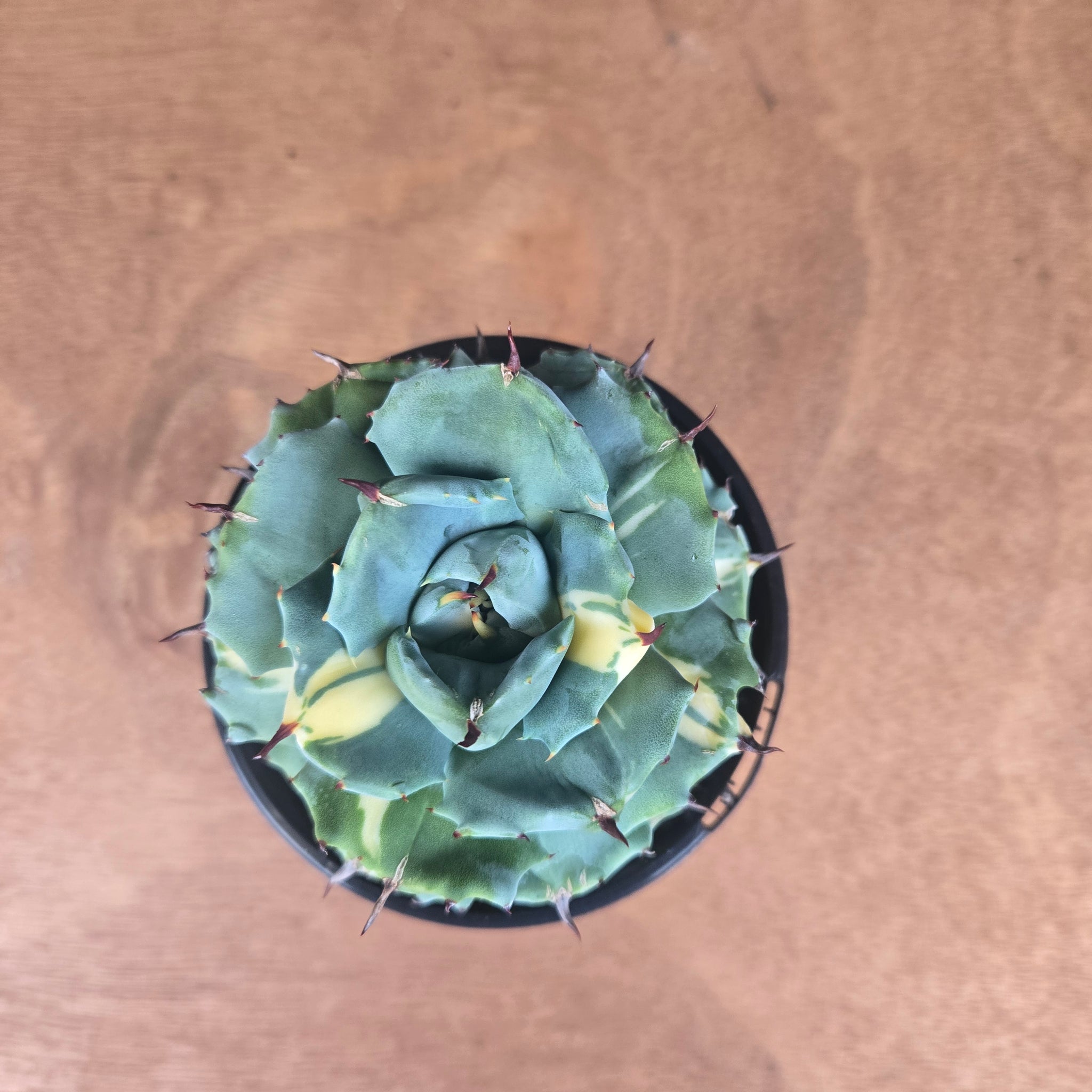 Agave isthmensis 'Ohi Raijin' Variegata