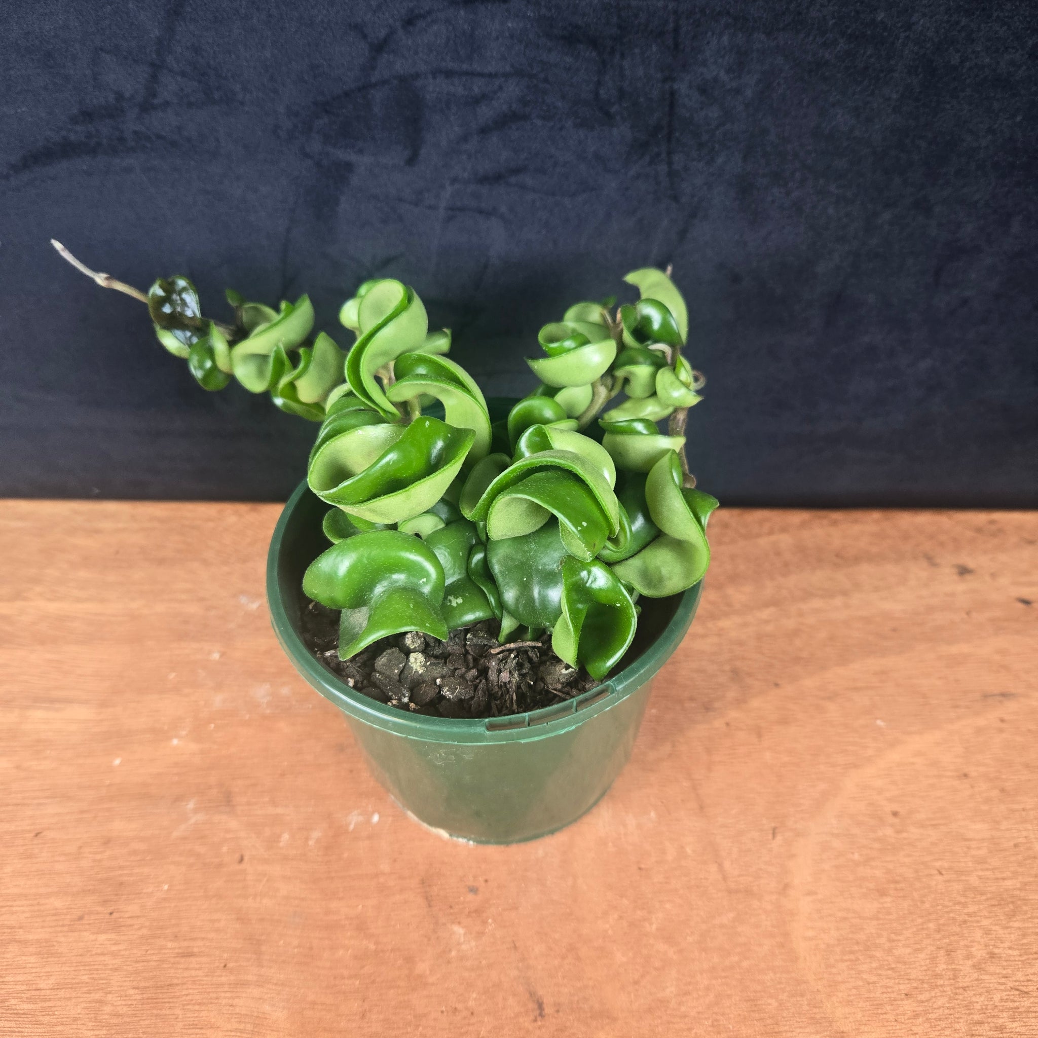 Hoya carnosa 'Indian Rope'