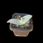 Cheiridopsis peculiaris