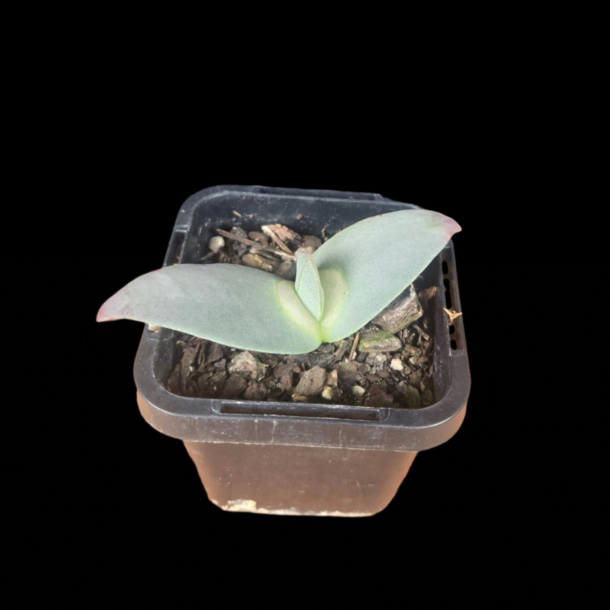 Cheiridopsis peculiaris