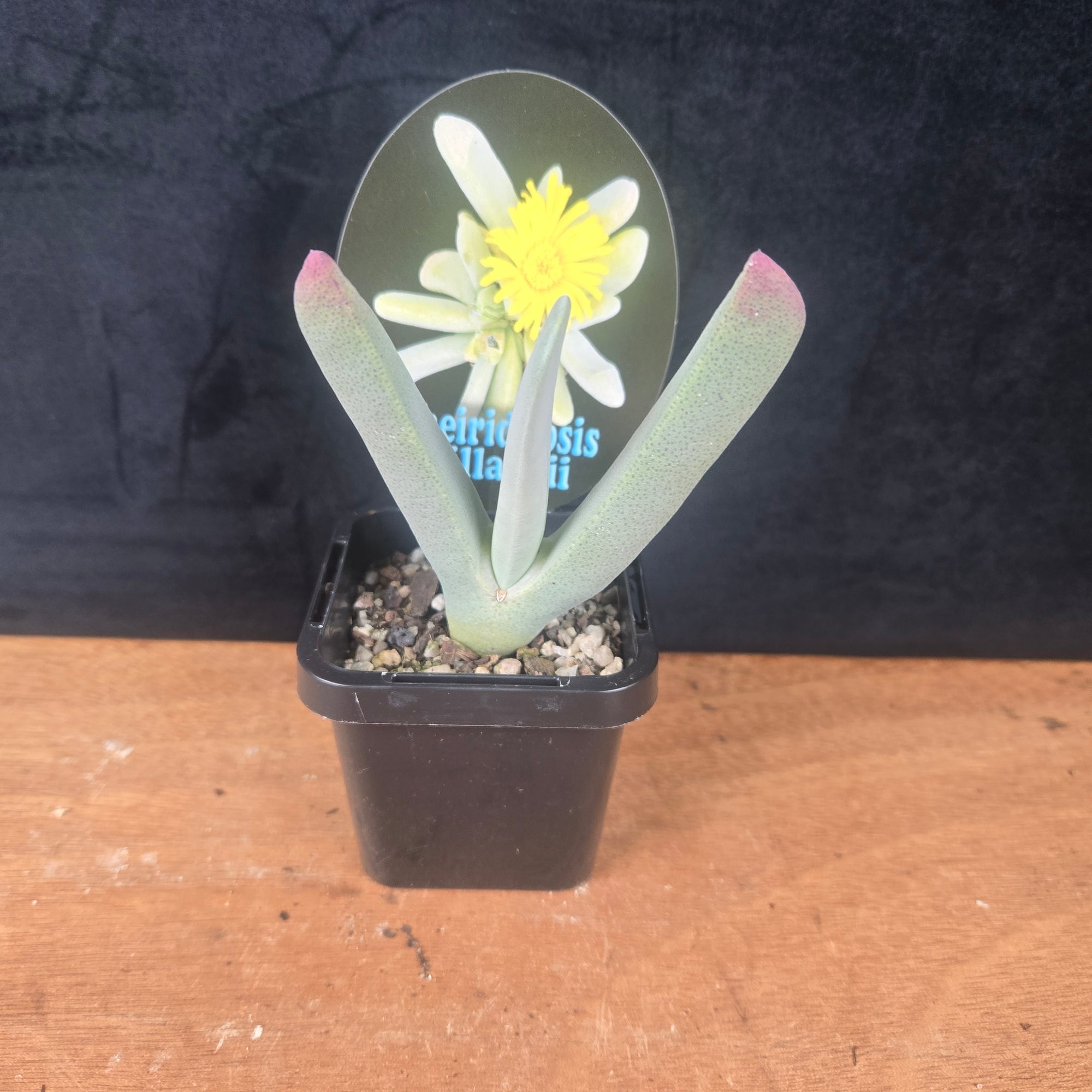 Cheiridopsis pillansii - Hoof Mesemb