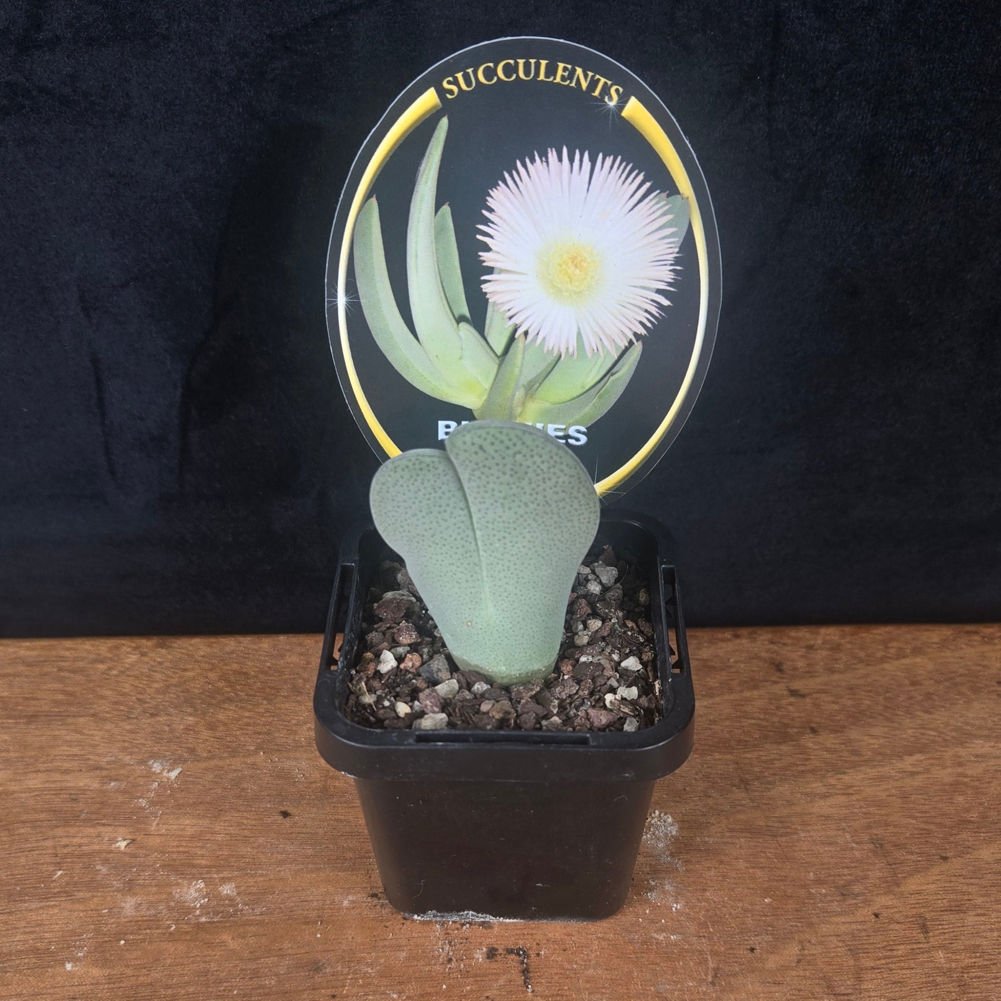 Cheiridopsis candidissima
