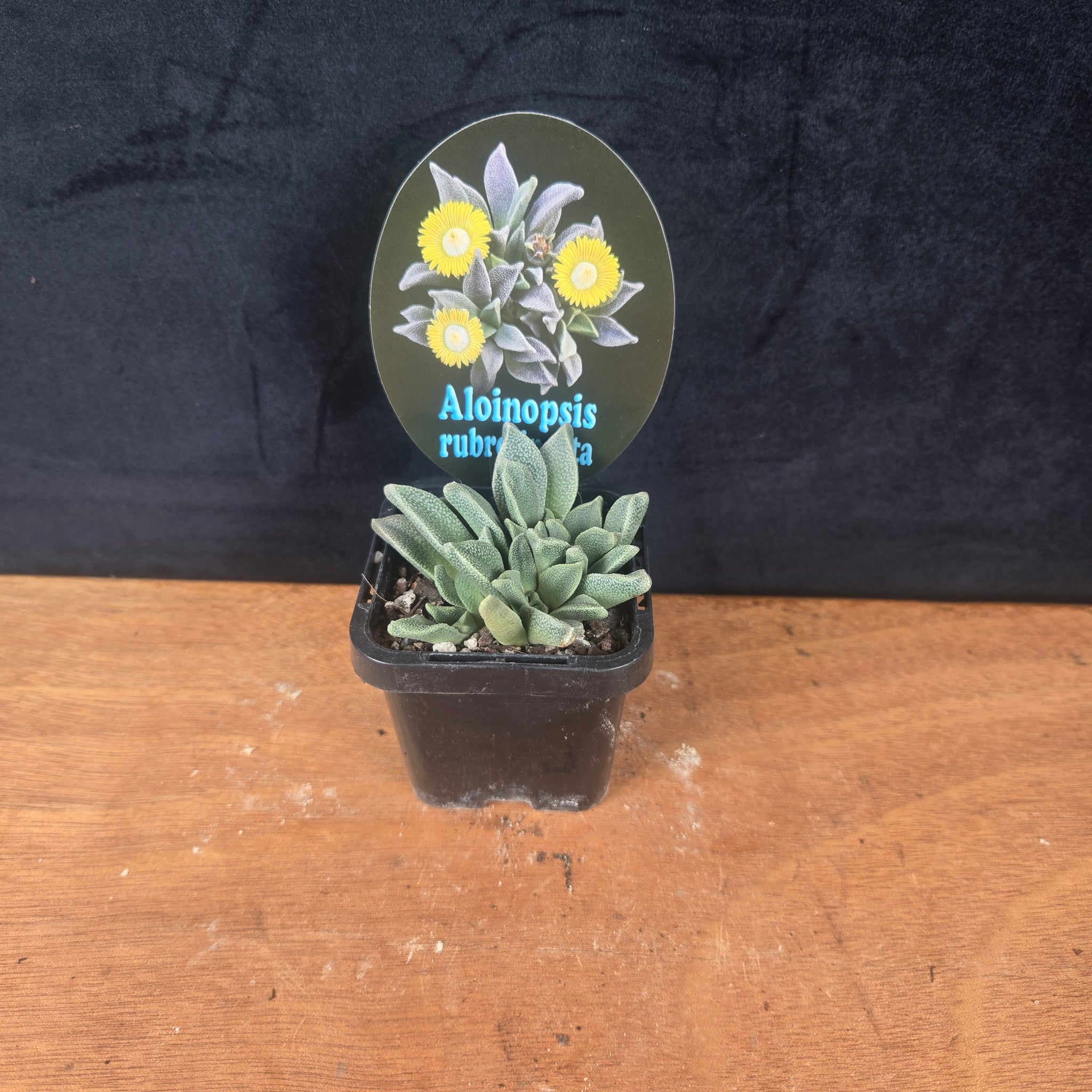 Aloinopsis rubrolineata