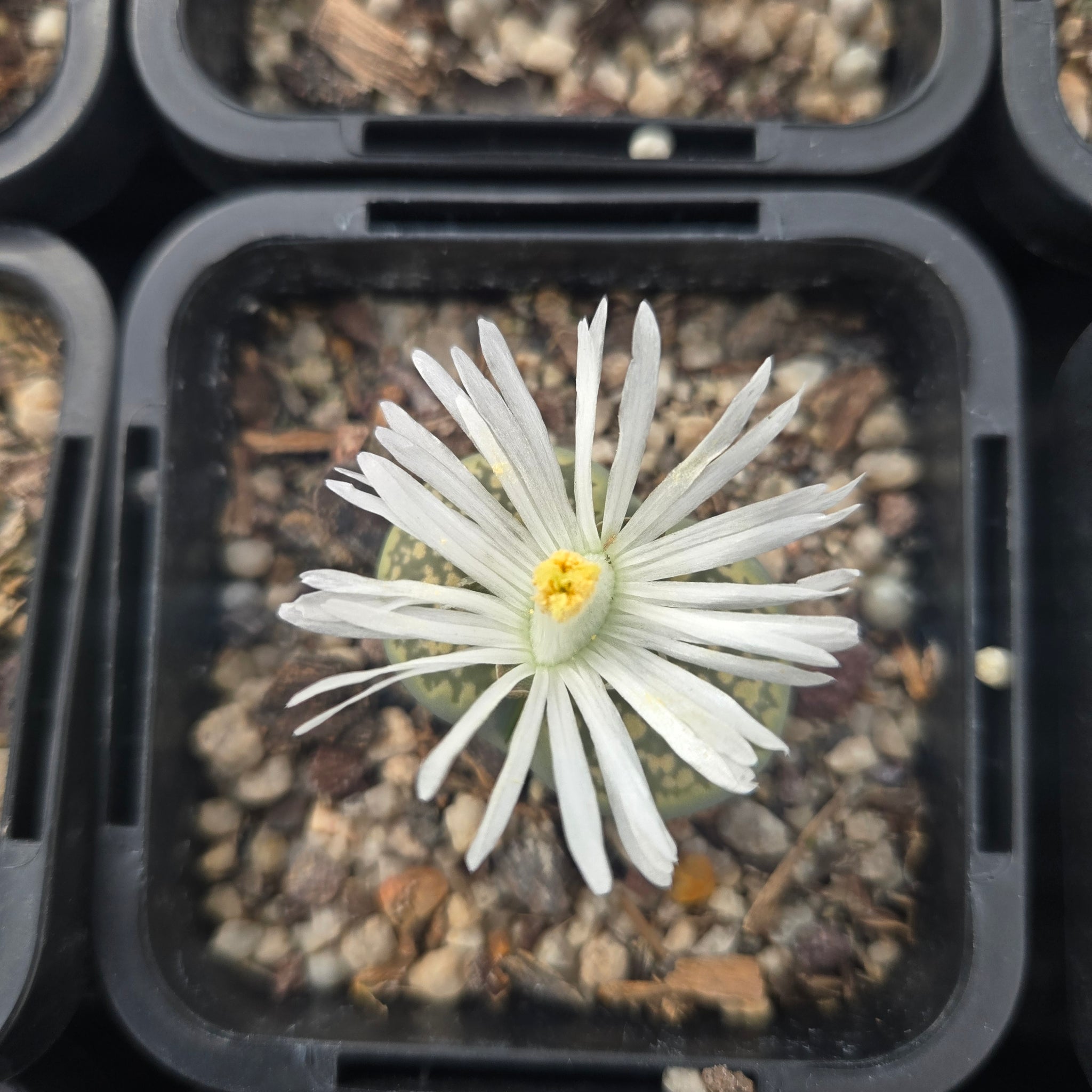 Lithops Living Stone Plants