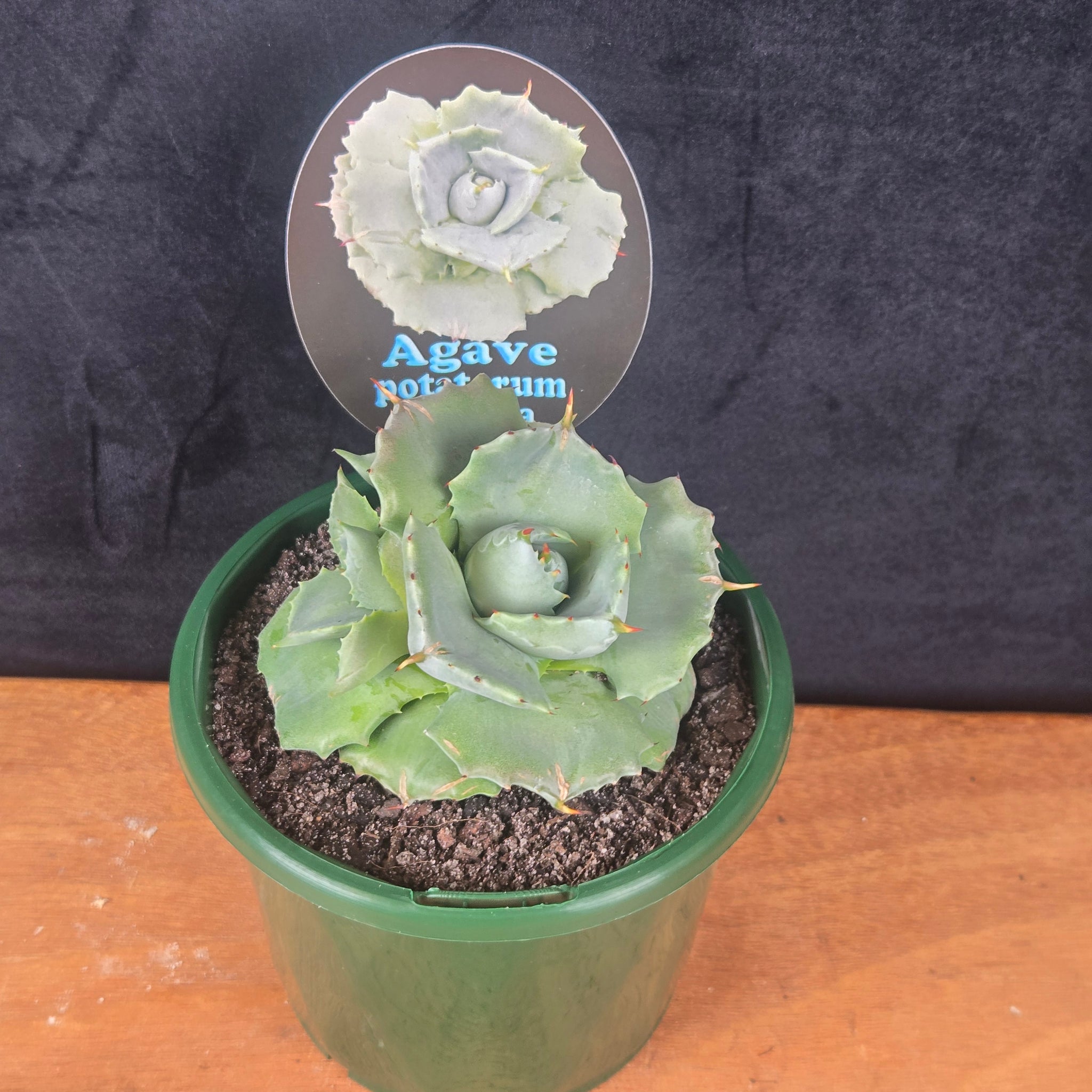 Agave potatorum minima