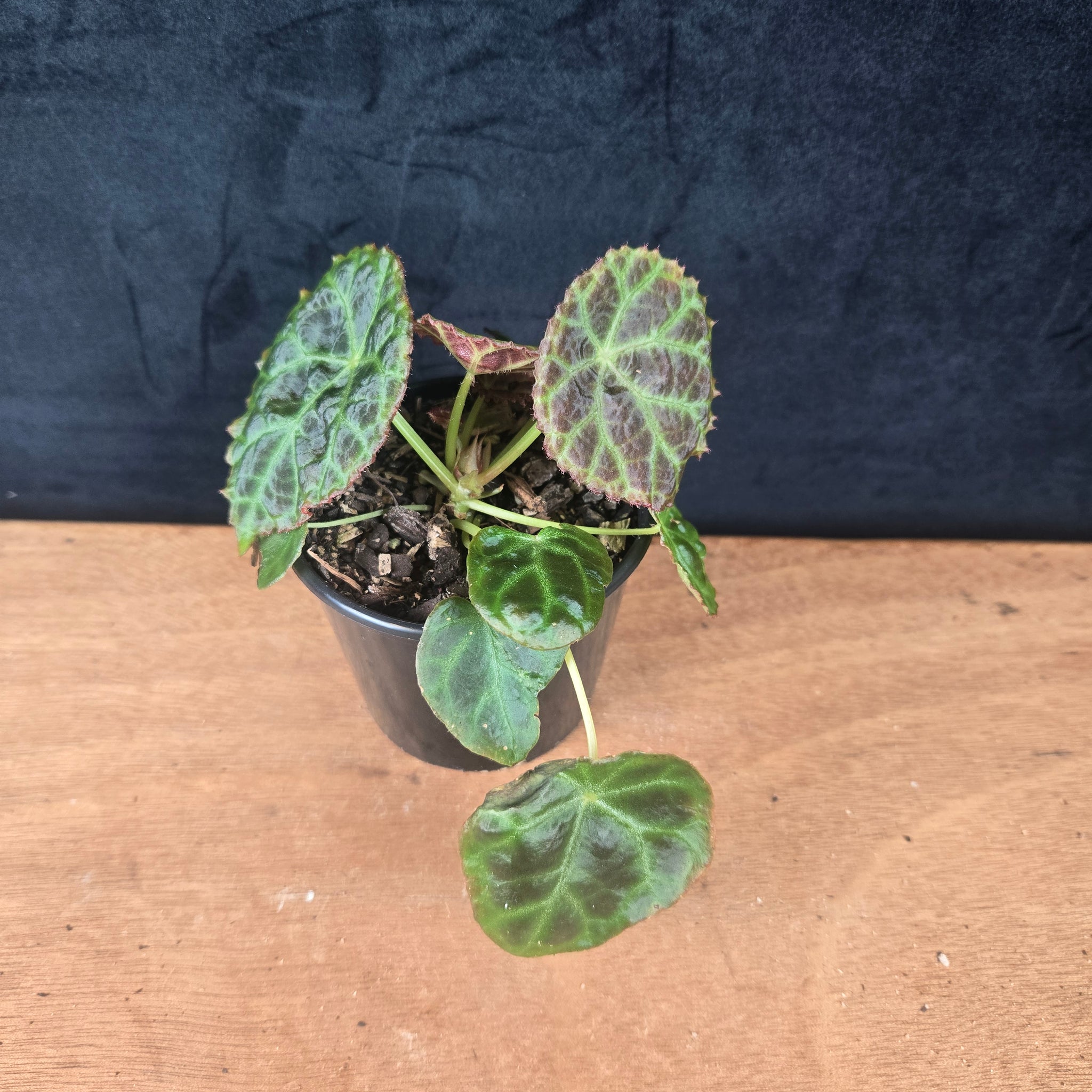 Begonia goegoensis – Rare Begonia (WA Prohibited)