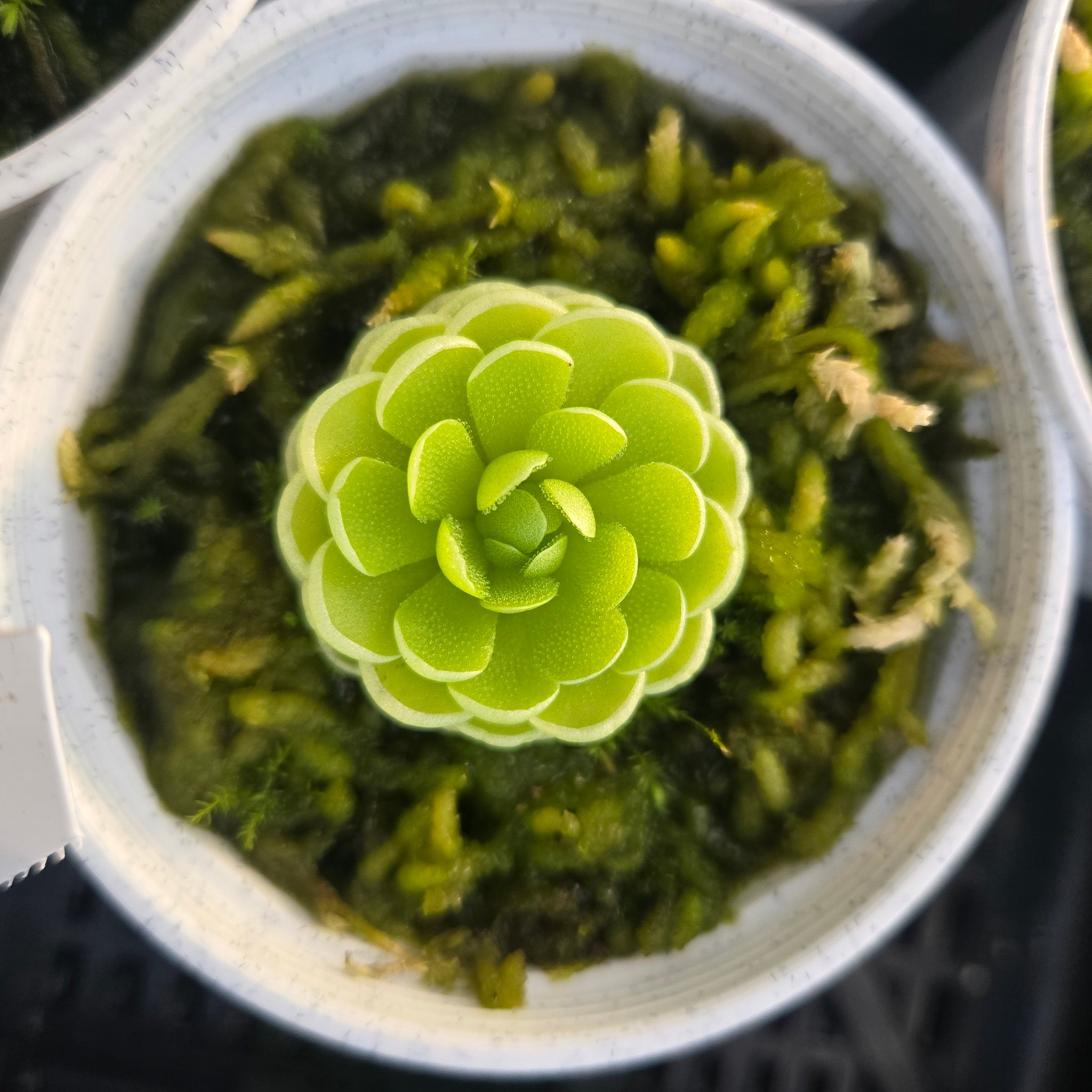 Pinguicula esseriana