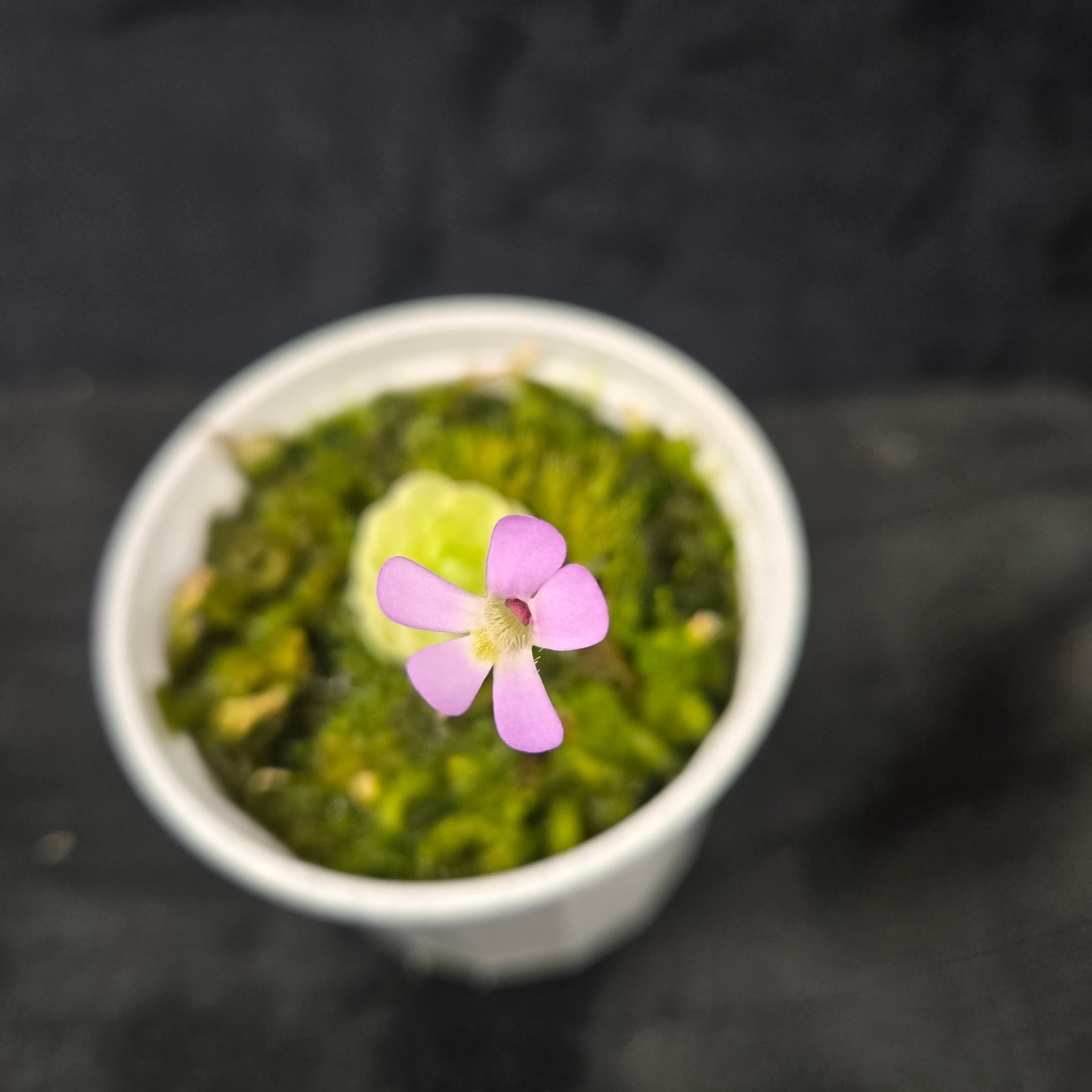 Pinguicula esseriana