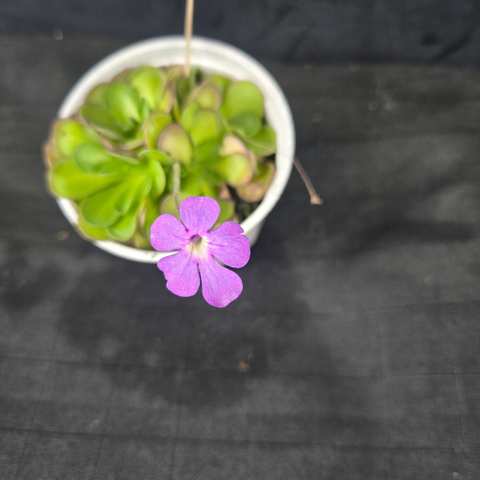 Pinguicula cyclosecta (WA Prohibited)