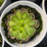 Pinguicula cyclosecta (WA Prohibited)