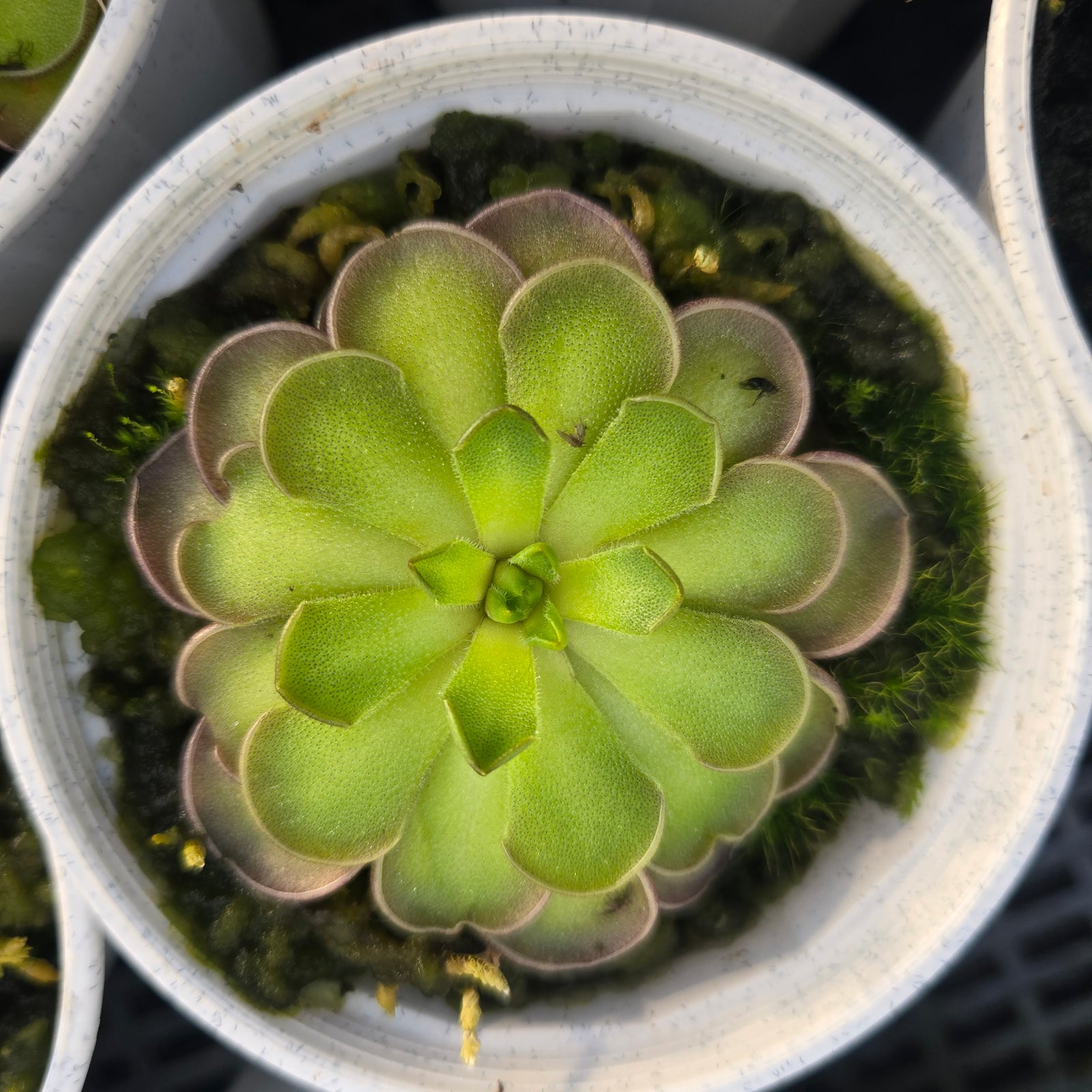 Pinguicula cyclosecta (WA Prohibited)