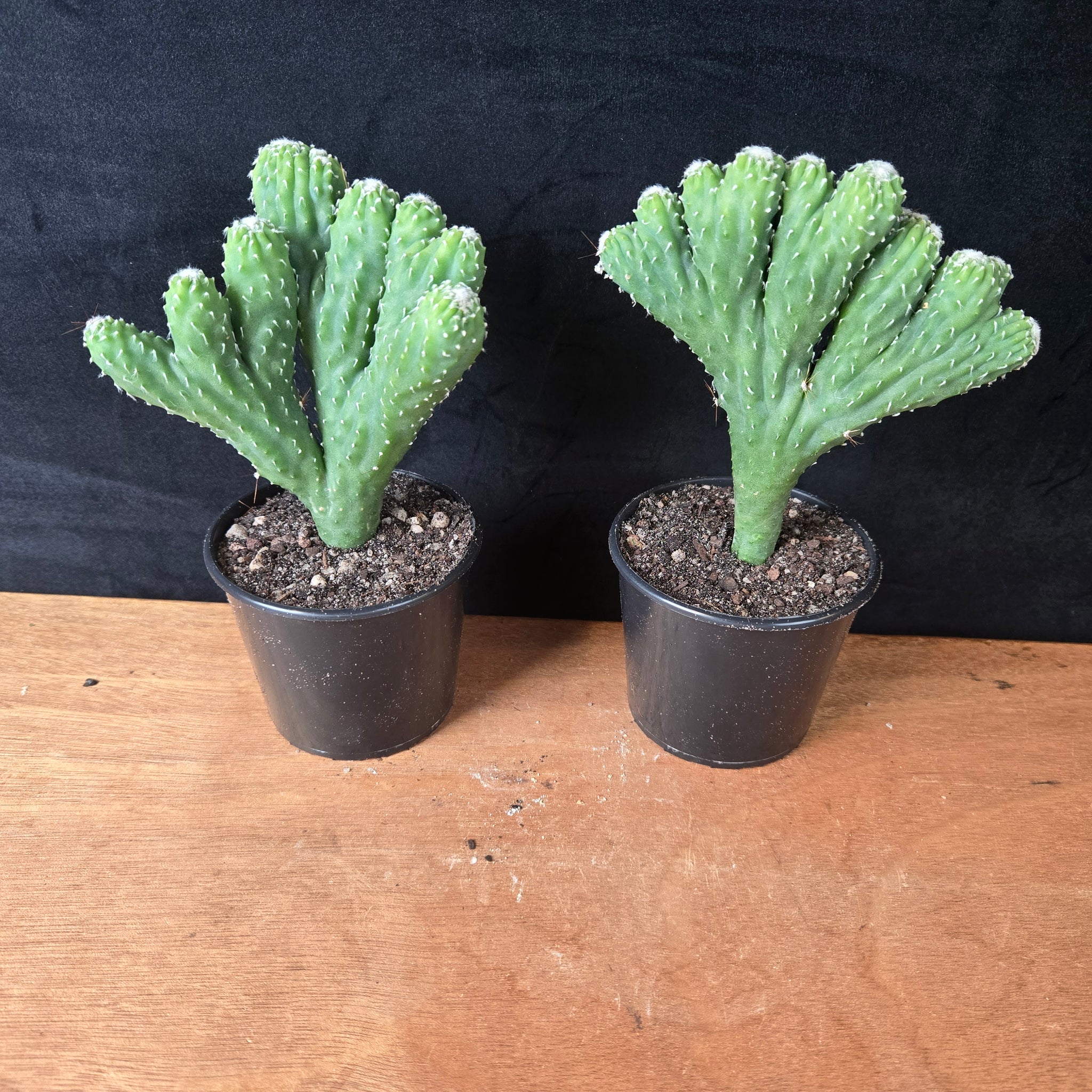 Cereus hildmannianus 'Wild Thing'