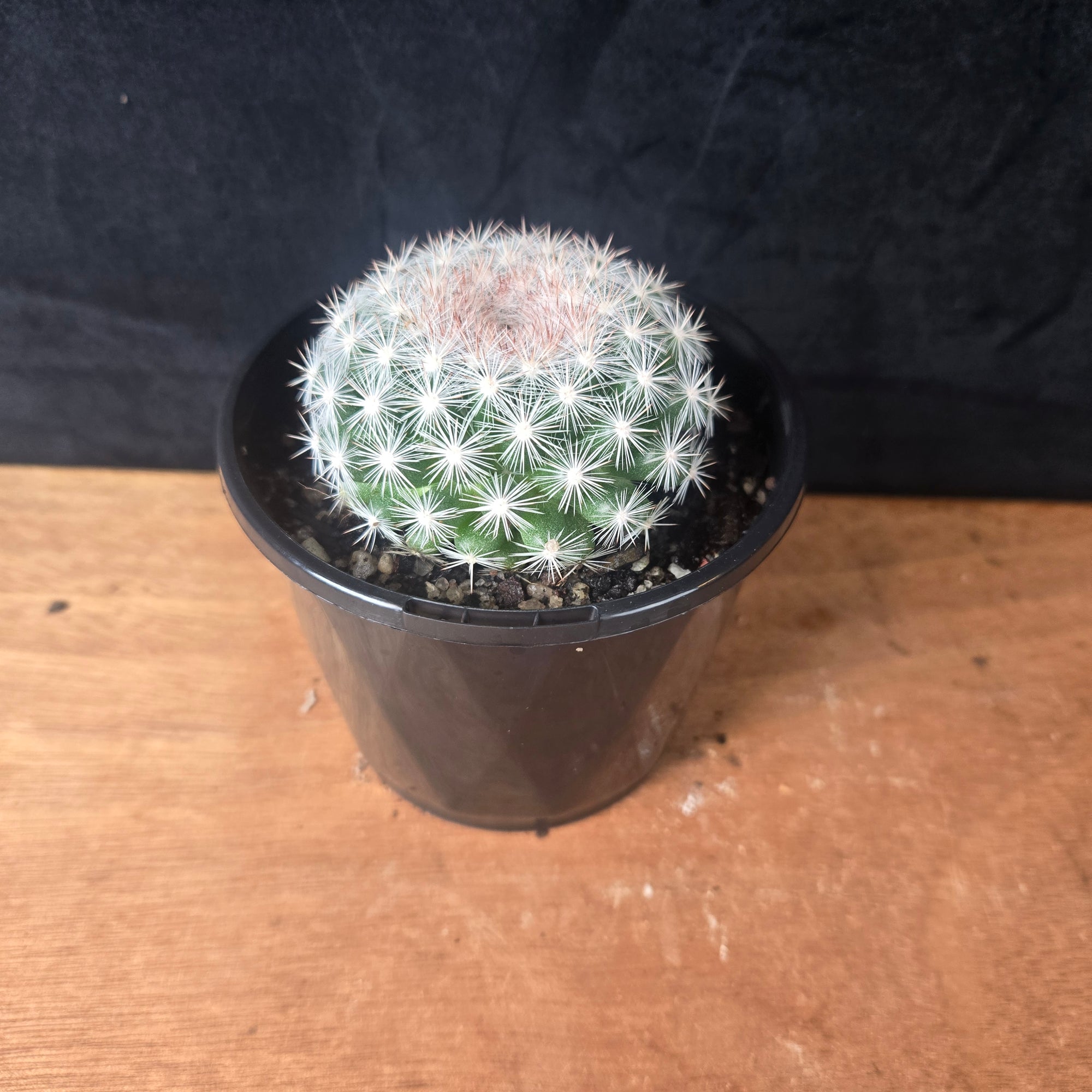 Mammillaria candida – Snowball Cactus