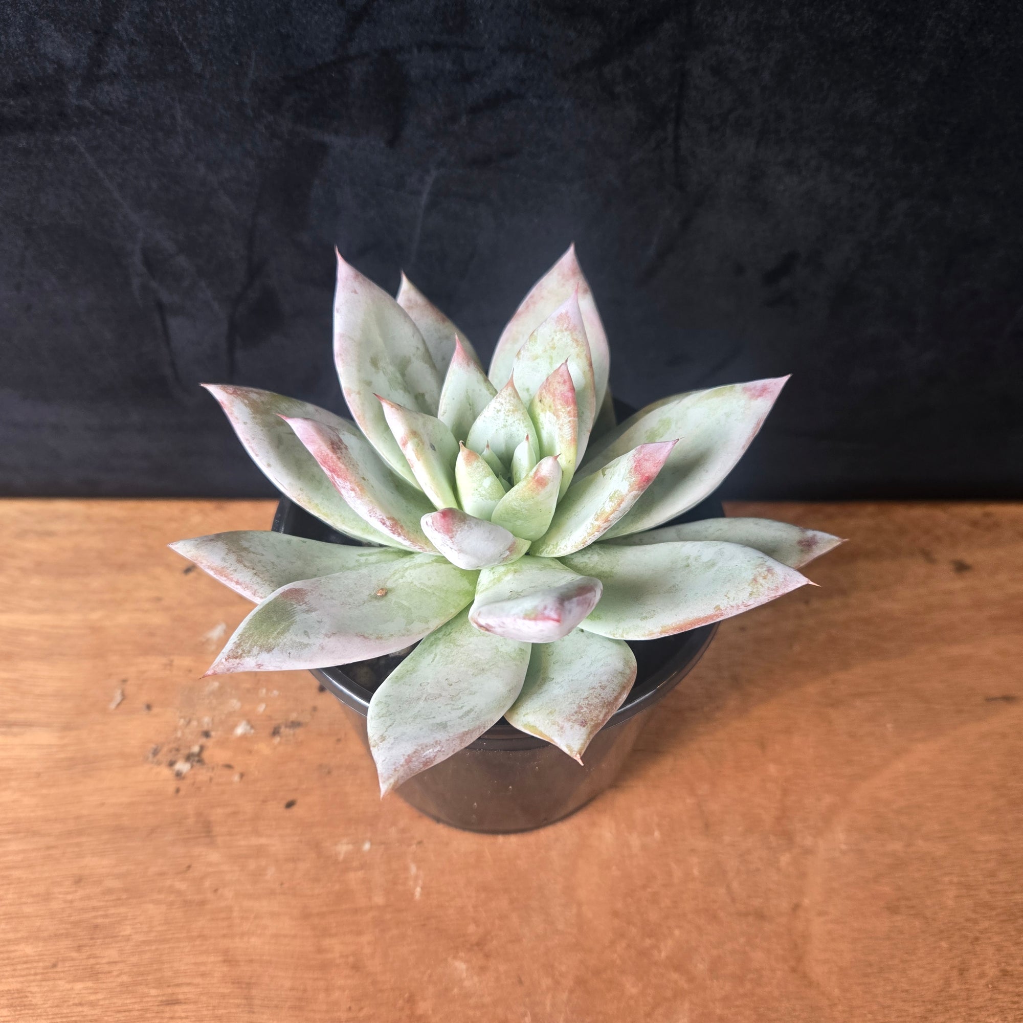 Echeveria 'Mexican Giant'