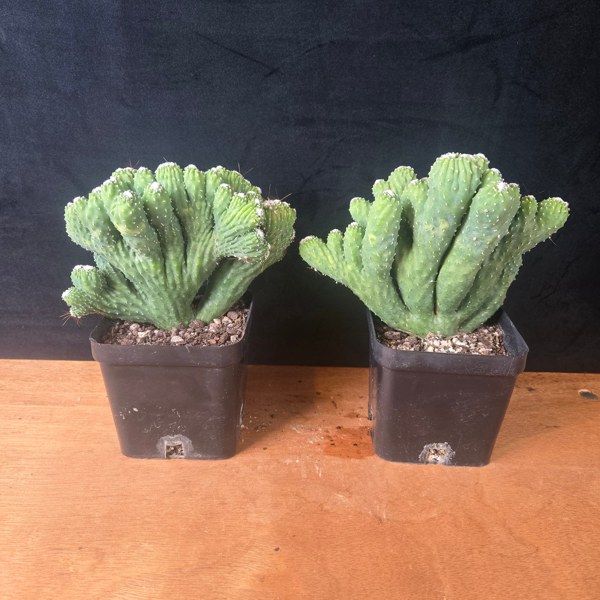 Cereus hildmannianus 'Wild Thing'