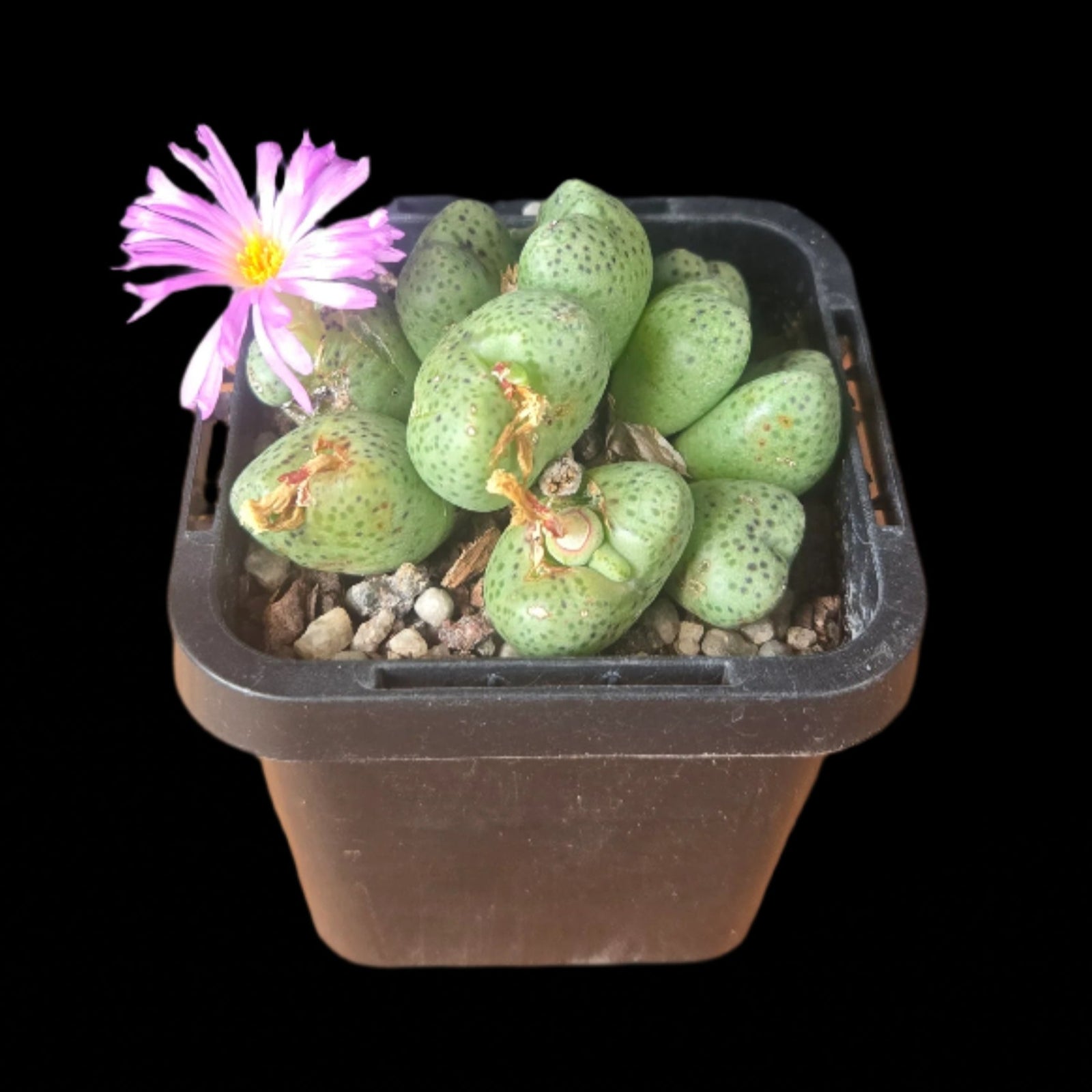 Conophytum taylorianum – Rare Dwarf Mesemb