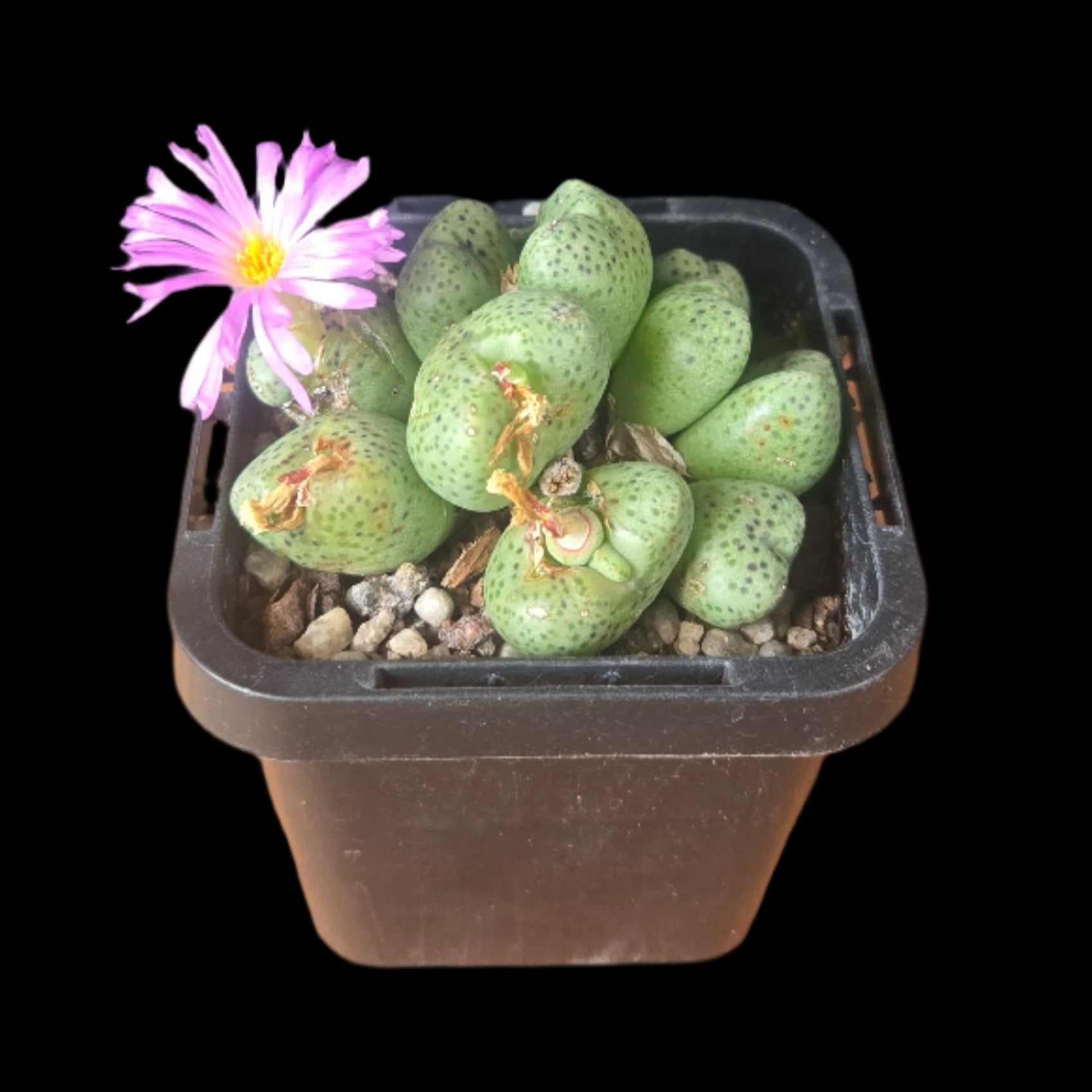 Conophytum taylorianum – Rare Dwarf Mesemb