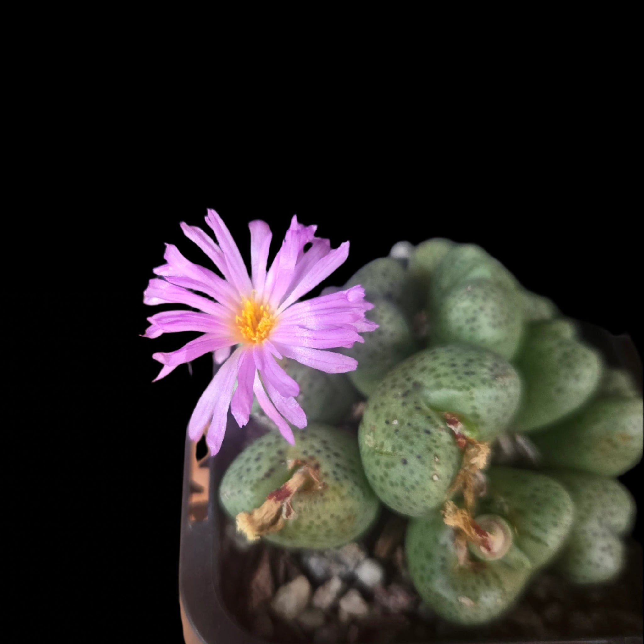 Conophytum taylorianum – Rare Dwarf Mesemb