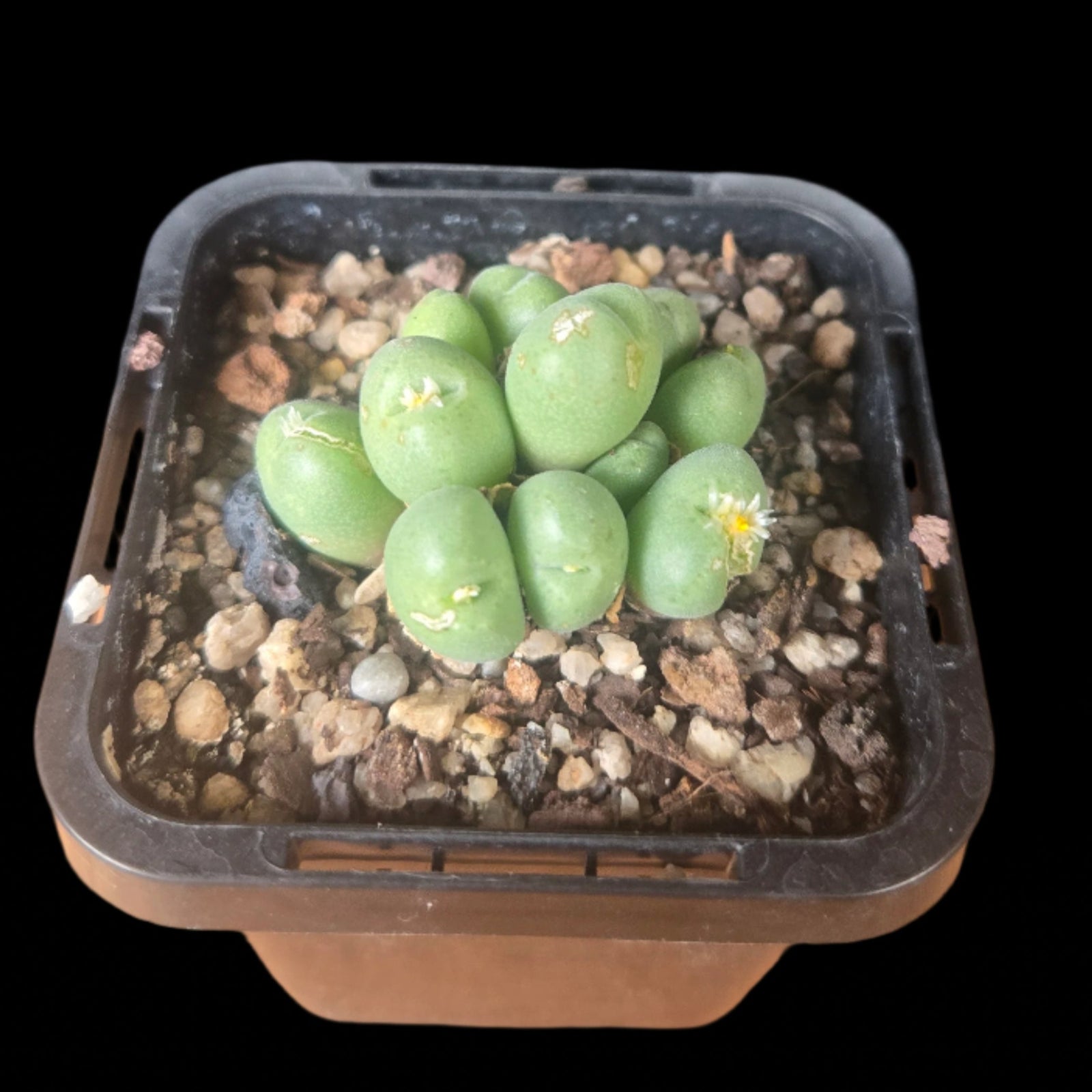 Conophytum hians - Living Stone