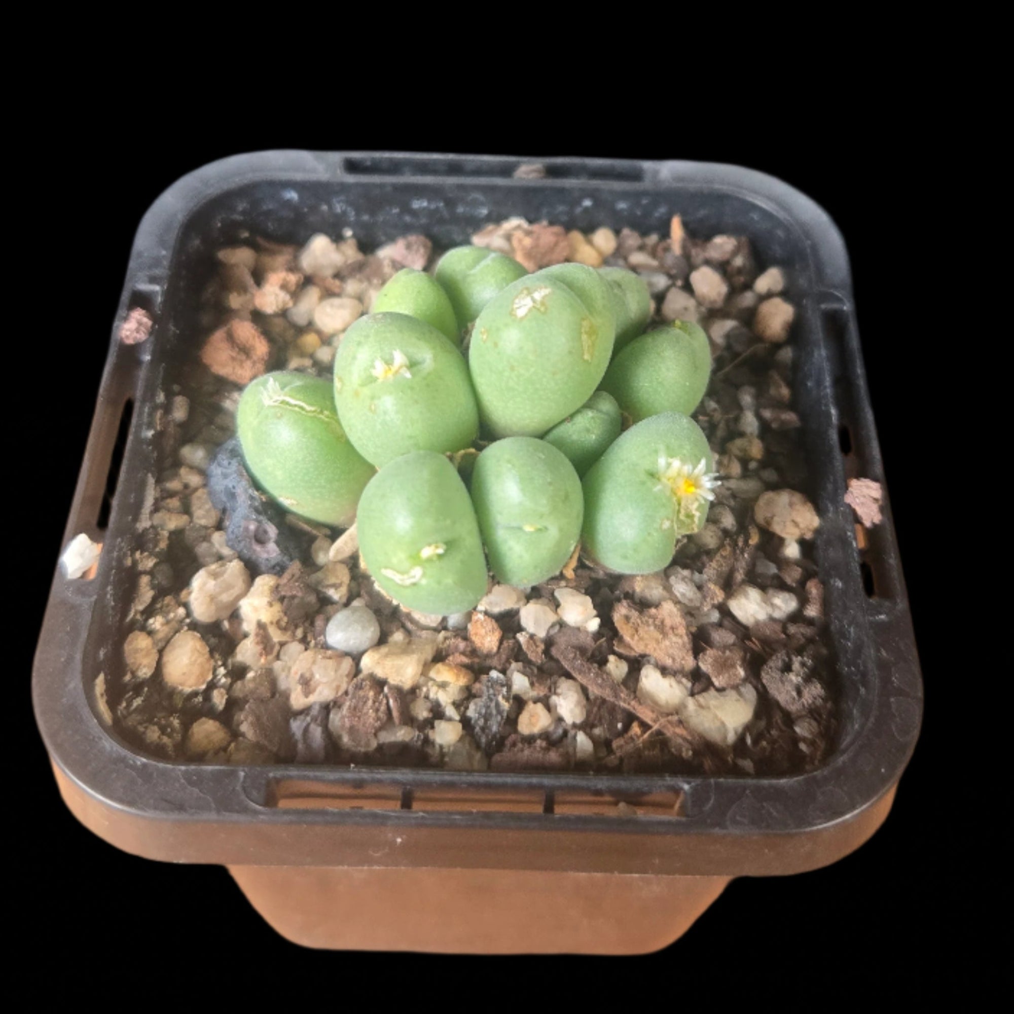Conophytum hians - Living Stone